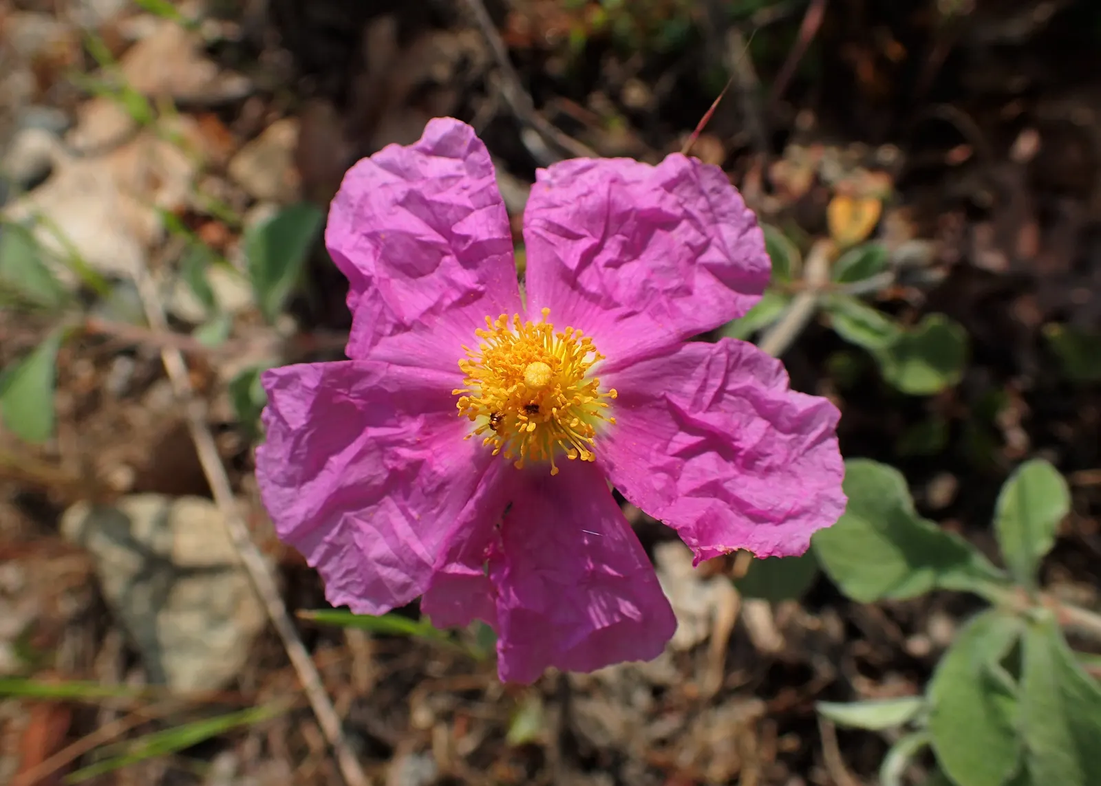 Crete Rockrose (Cistus Creticus) — commonly known as the Crete Rockrose; perennial / shrub with pink blooms, image 62