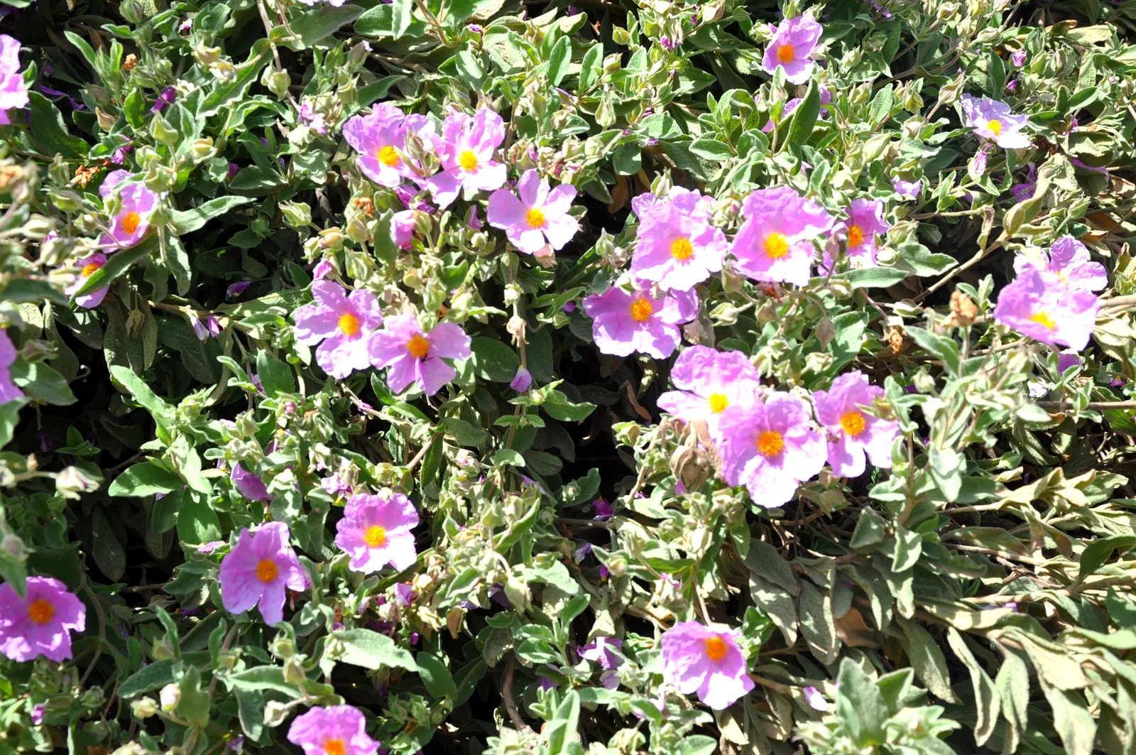 Crete Rockrose (Cistus Creticus) — This low-maintenance plant is ideal for adding Mediterranean charm to rock gardens and dry