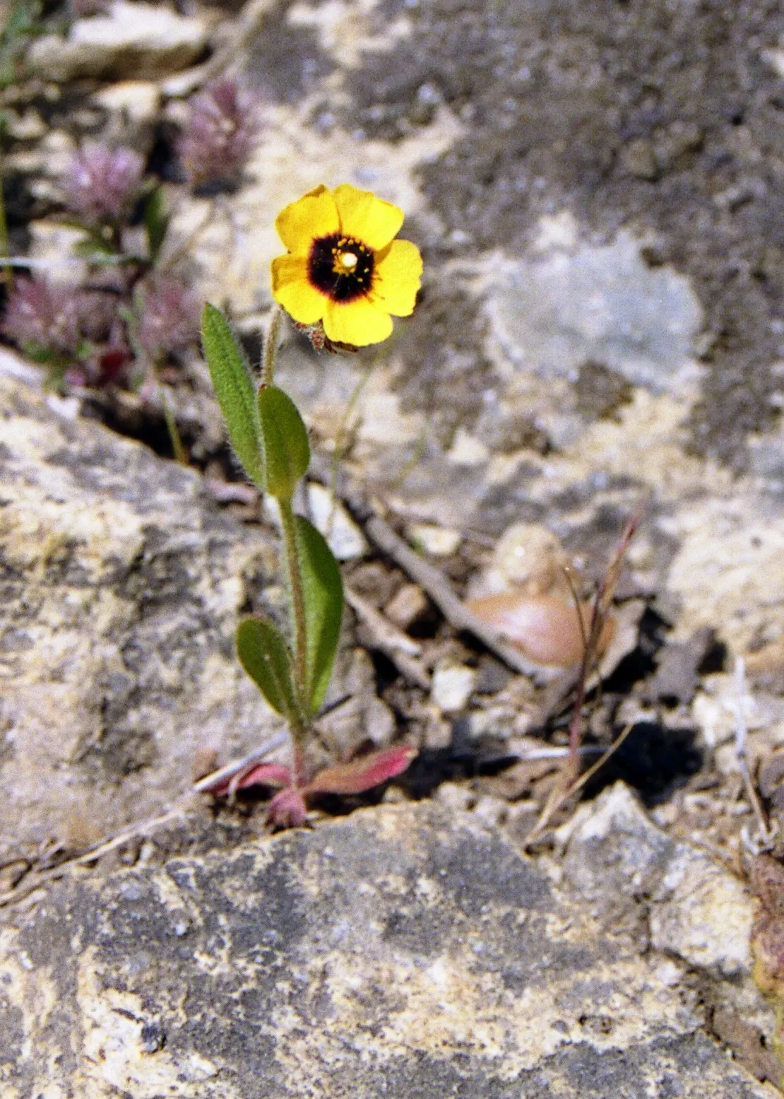 Crete Rockrose (Cistus Creticus) — as this plant does not tolerate overwatering or poorly drained conditions.<br><br>In terms of maintenance; thriving in USDA