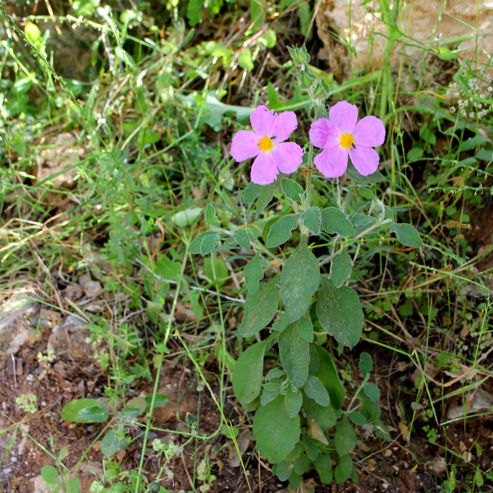 Crete Rockrose (Cistus Creticus) — This plant's compact size