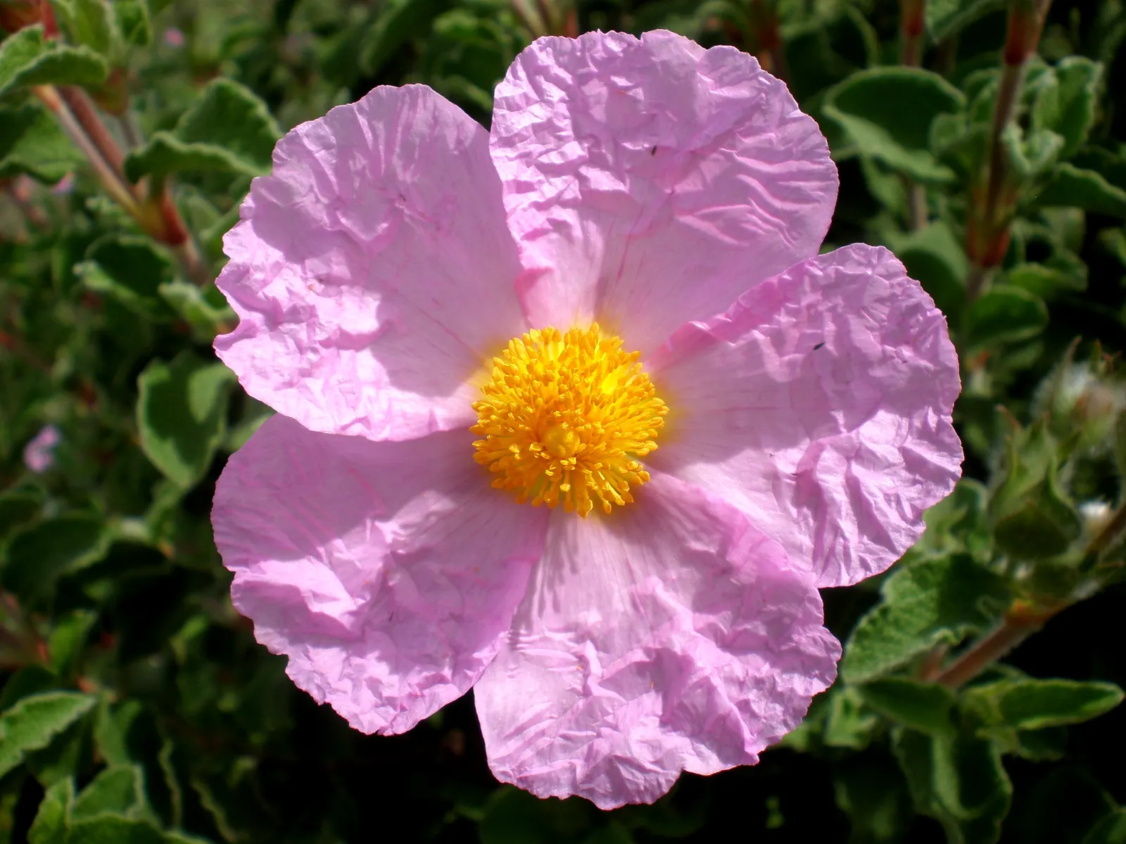 Crete Rockrose (Cistus Creticus) — slightly hairy leaves.<br><br>The Crete Rockrose is a hardy and drought-tolerant species