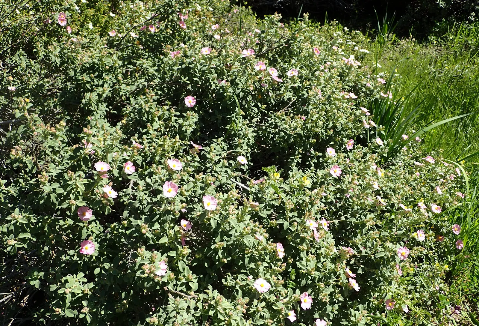 Crete Rockrose (Cistus Creticus) — It prefers full sunlight but can accommodate partial shade, where it may produce fewer blooms