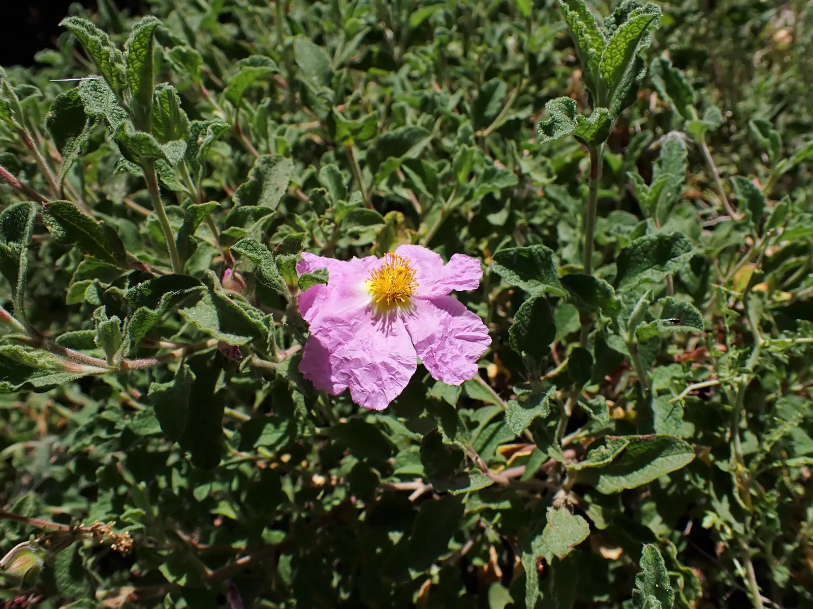 Crete Rockrose (Cistus Creticus) — as this plant does not tolerate overwatering or poorly drained conditions.<br><br>In terms of maintenance
