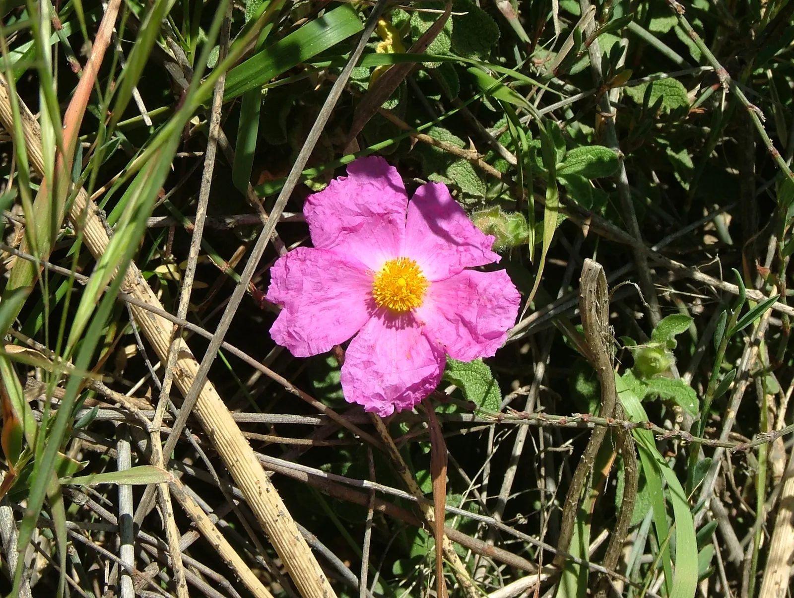 Crete Rockrose (Cistus Creticus) — pink flowers in the garden; typically reaching heights of 2-3 feet and spreading about the same in width
