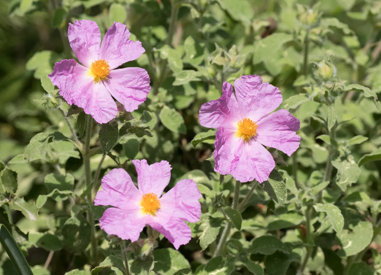 Crete Rockrose (Cistus Creticus) — the Crete Rockrose is relatively low; given these characteristics