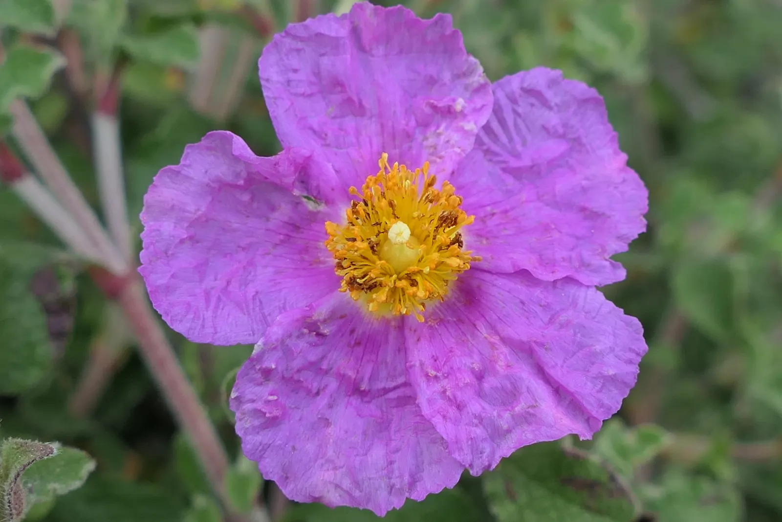 Crete Rockrose (Cistus Creticus) — the Cistus creticus is an excellent choice for the landscape designer seeking a resilient, image 50