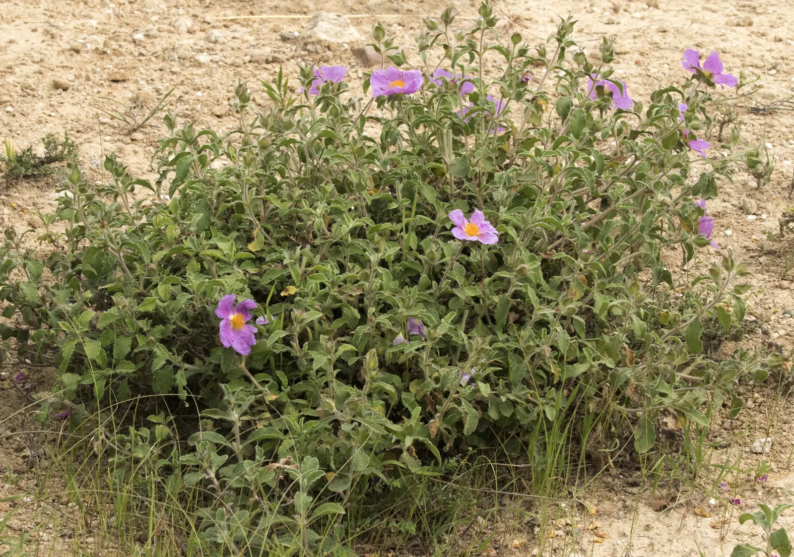 Crete Rockrose (Cistus Creticus) — slightly hairy leaves.<br><br>The Crete Rockrose is a hardy and drought-tolerant species, image 41