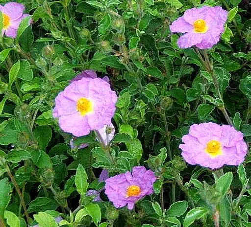 Crete Rockrose (Cistus Creticus) — offering a stunning contrast with the deep green