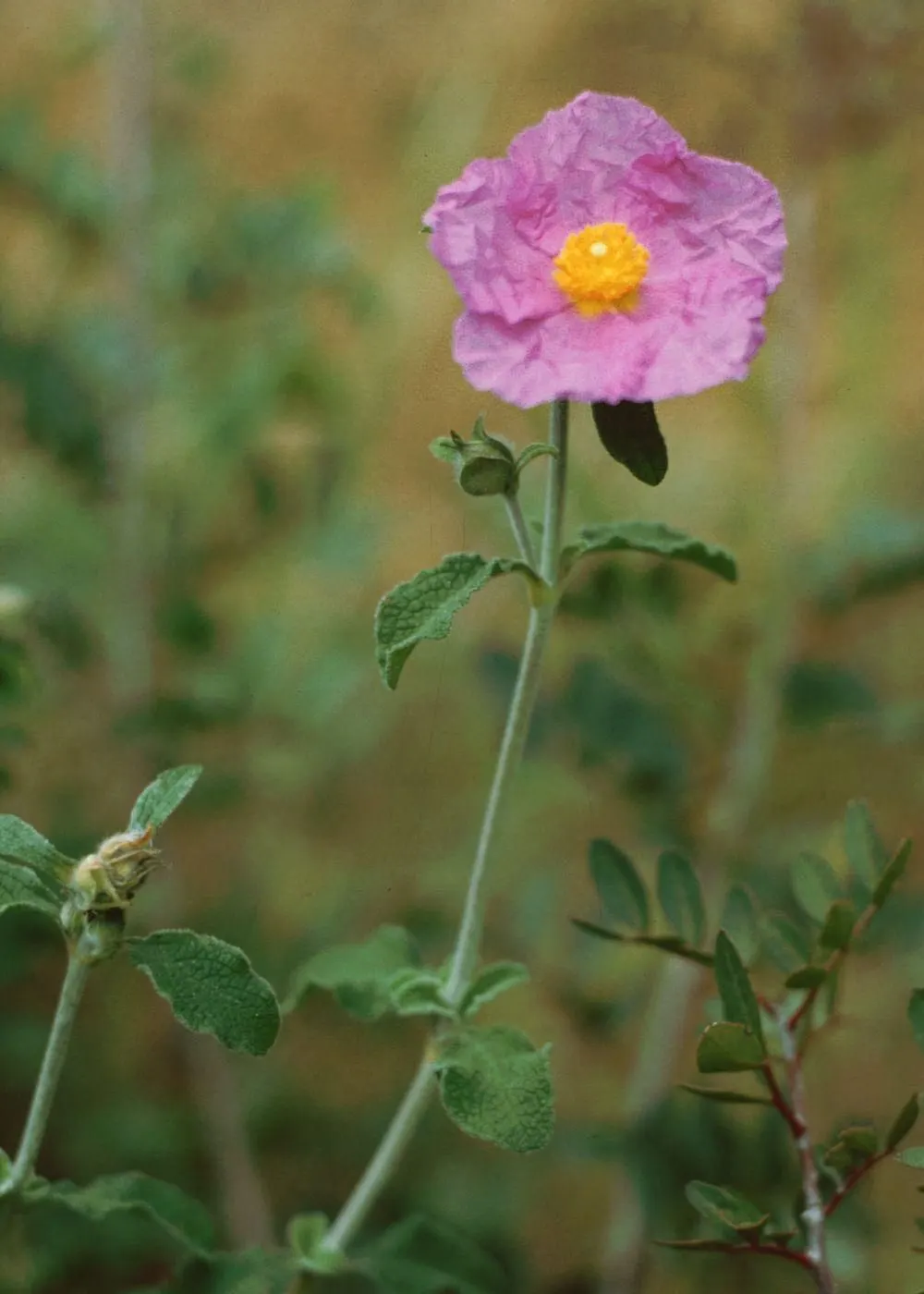 Crete Rockrose (Cistus Creticus) — sunny borders in USDA zones 8-11; the Crete Rockrose is relatively low