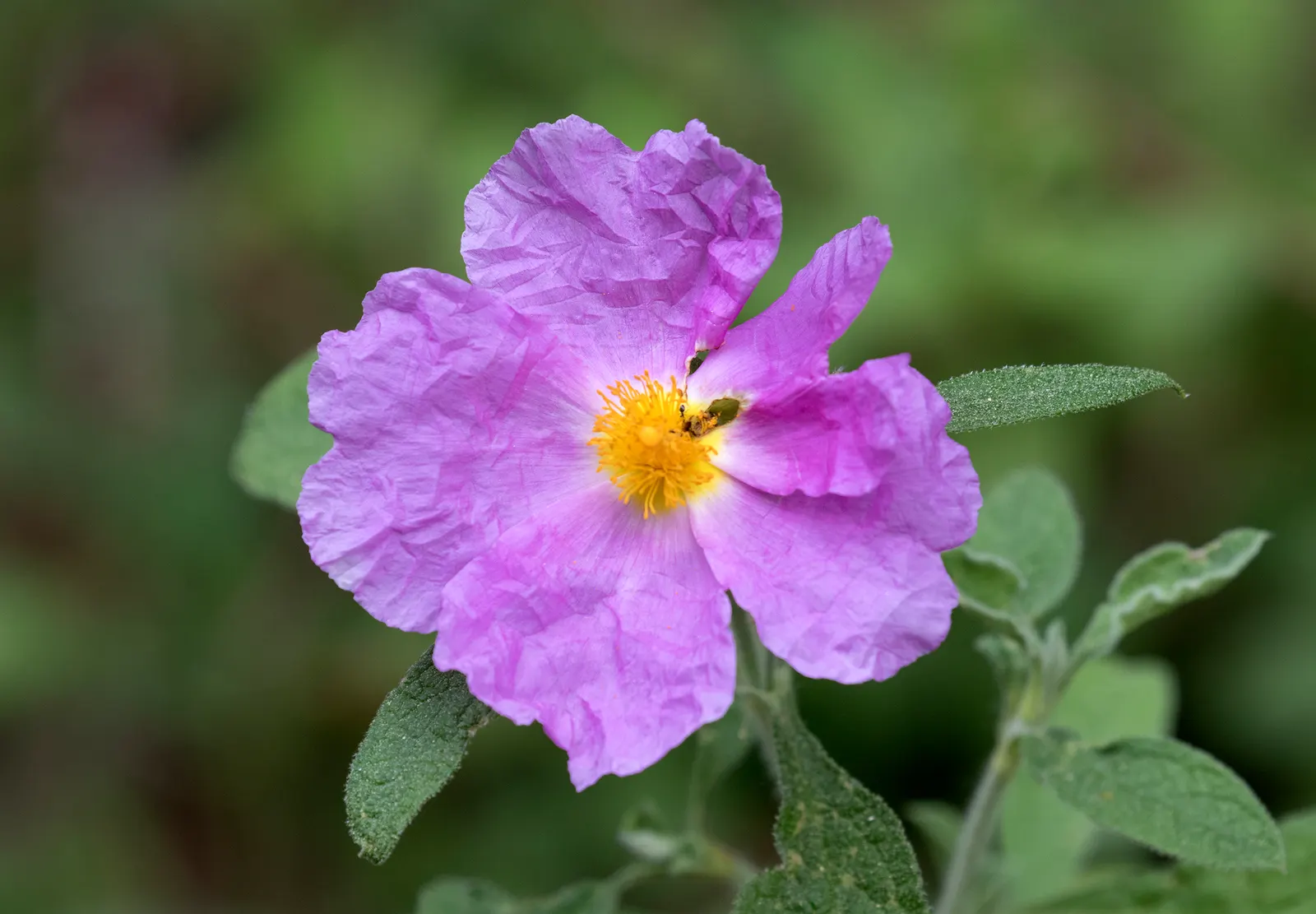 Crete Rockrose (Cistus Creticus) — typically reaching heights of 2-3 feet and spreading about the same in width