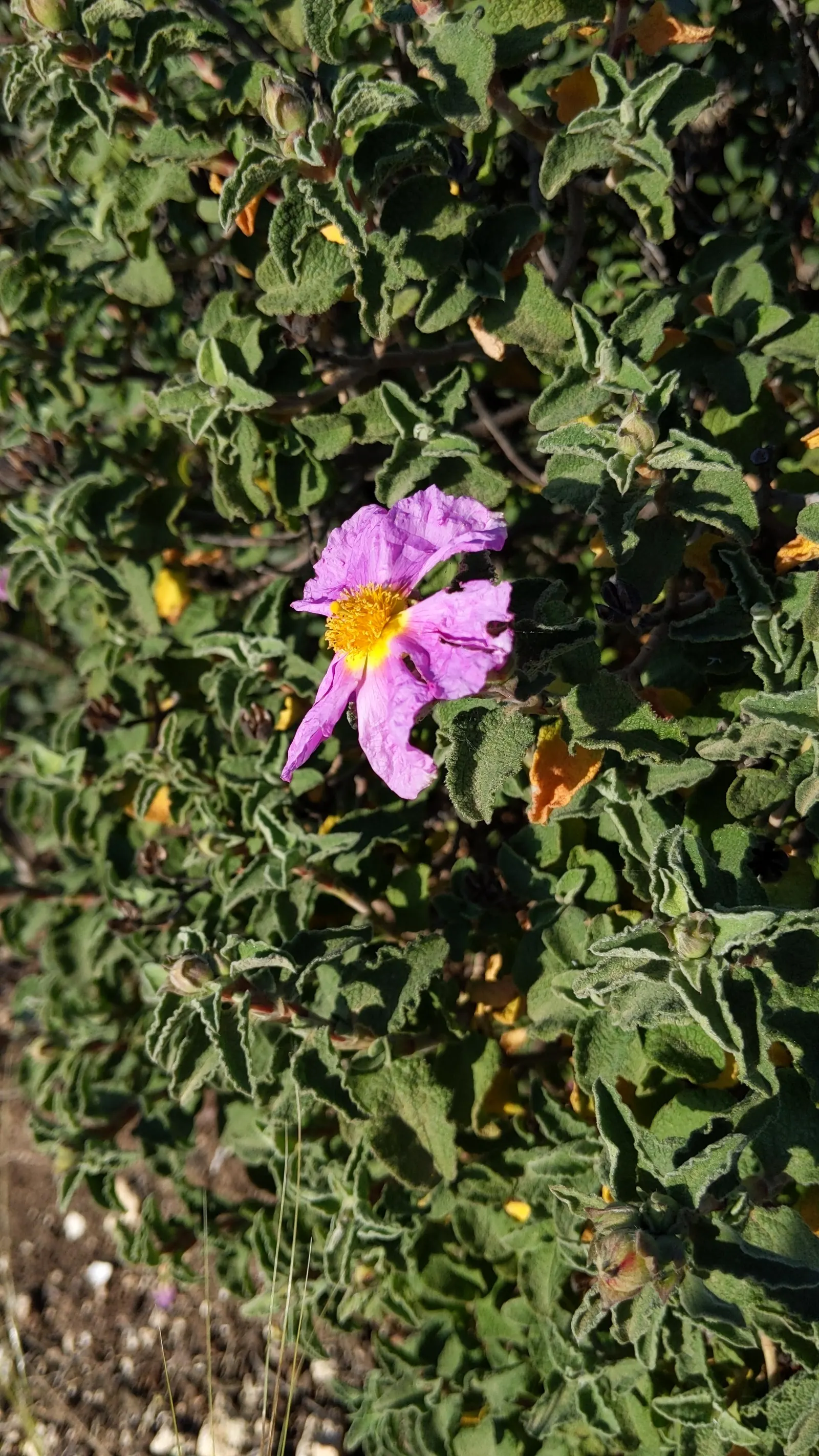 Crete Rockrose (Cistus Creticus) — reaching approximately 1-2 inches in diameter; it does not require regular fertilization and is mostly free from pests and