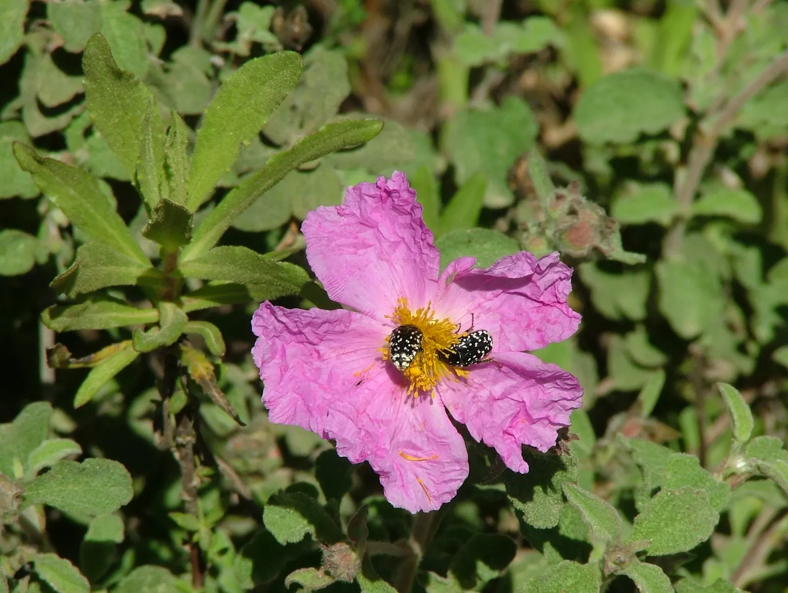 Crete Rockrose (Cistus Creticus) — Given these characteristics; it prefers full sunlight but can accommodate partial shade, where it may produce fewer blooms