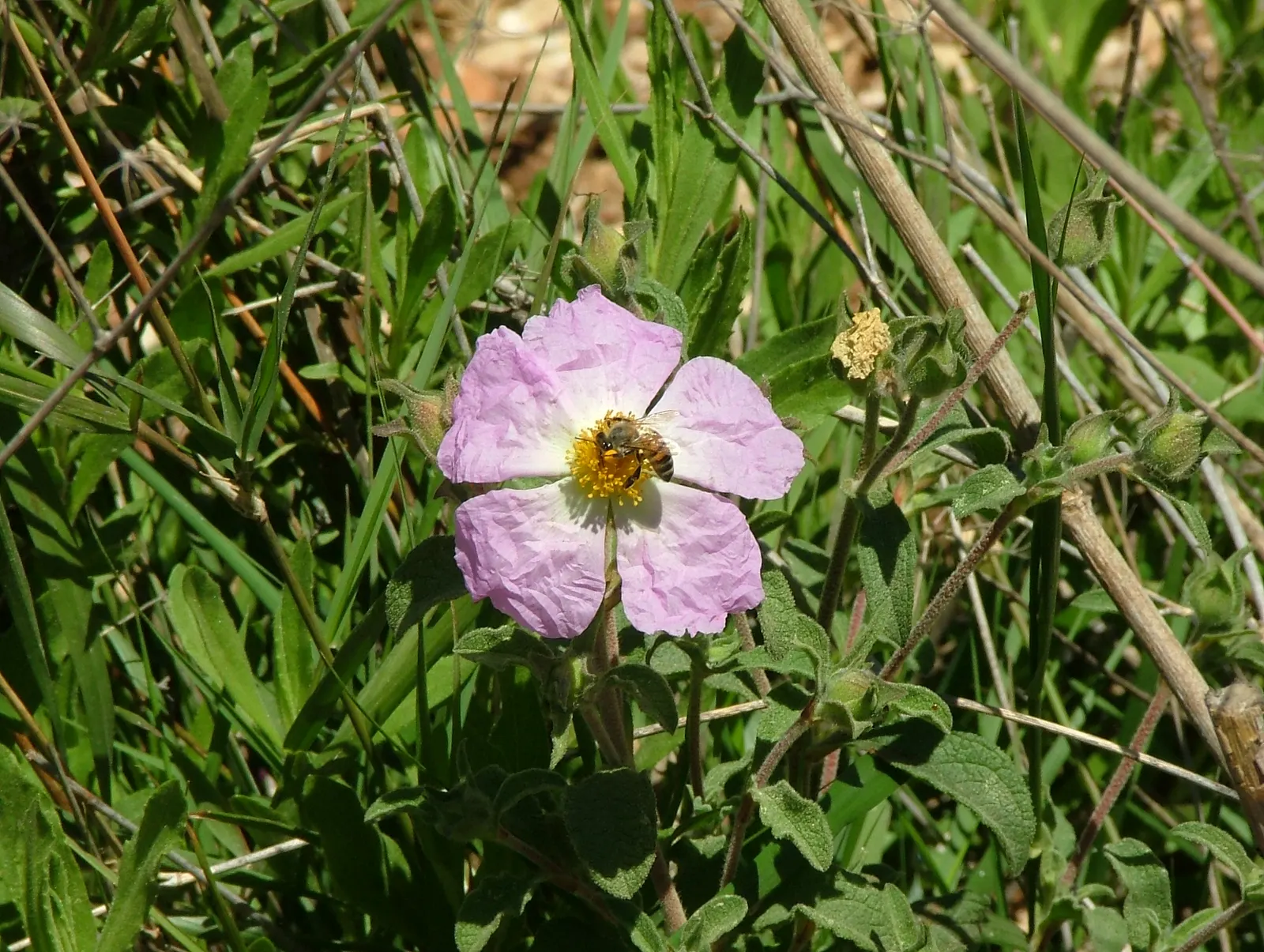 Crete Rockrose (Cistus Creticus) — This plant's compact size; this low-maintenance plant is ideal for adding Mediterranean charm to rock gardens, image 63