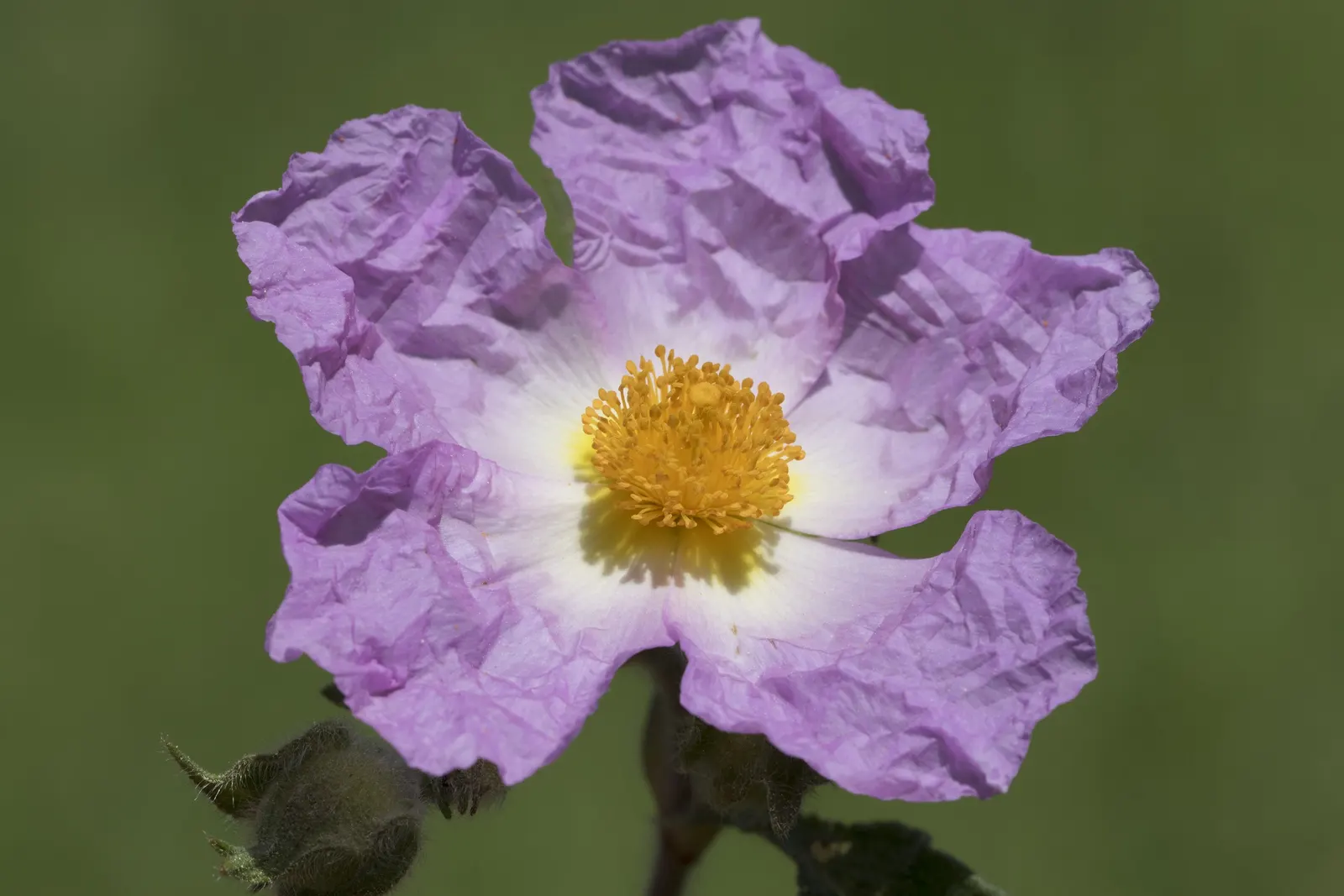 Crete Rockrose (Cistus Creticus) — It prefers full sunlight but can accommodate partial shade, where it may produce fewer blooms; cistus creticus, commonly
