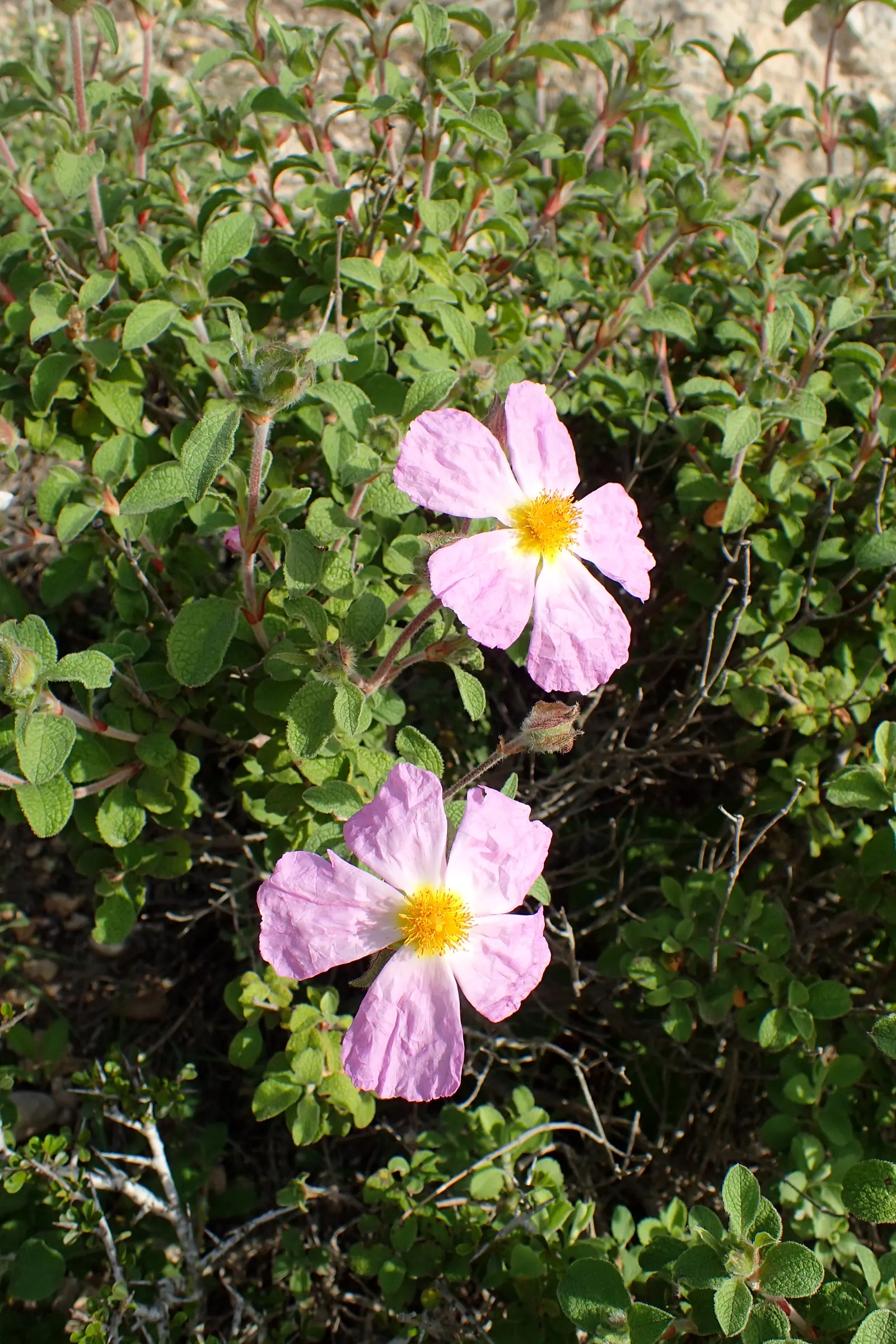 Crete Rockrose (Cistus Creticus) — thriving in USDA hardiness zones 8-11; occasional pruning after flowering can help maintain its shape and promote new growth