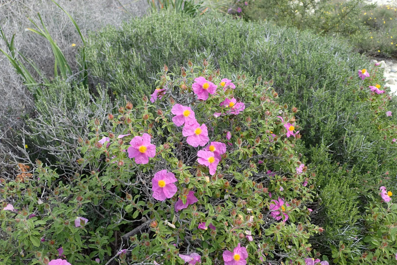 Crete Rockrose (Cistus Creticus) — a well-draining soil is essential; commonly known as the Crete Rockrose