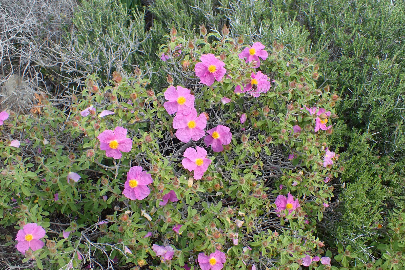 Crete Rockrose (Cistus Creticus) — Cistus creticus, commonly called Crete Rockrose, is a resilient, evergreen shrub