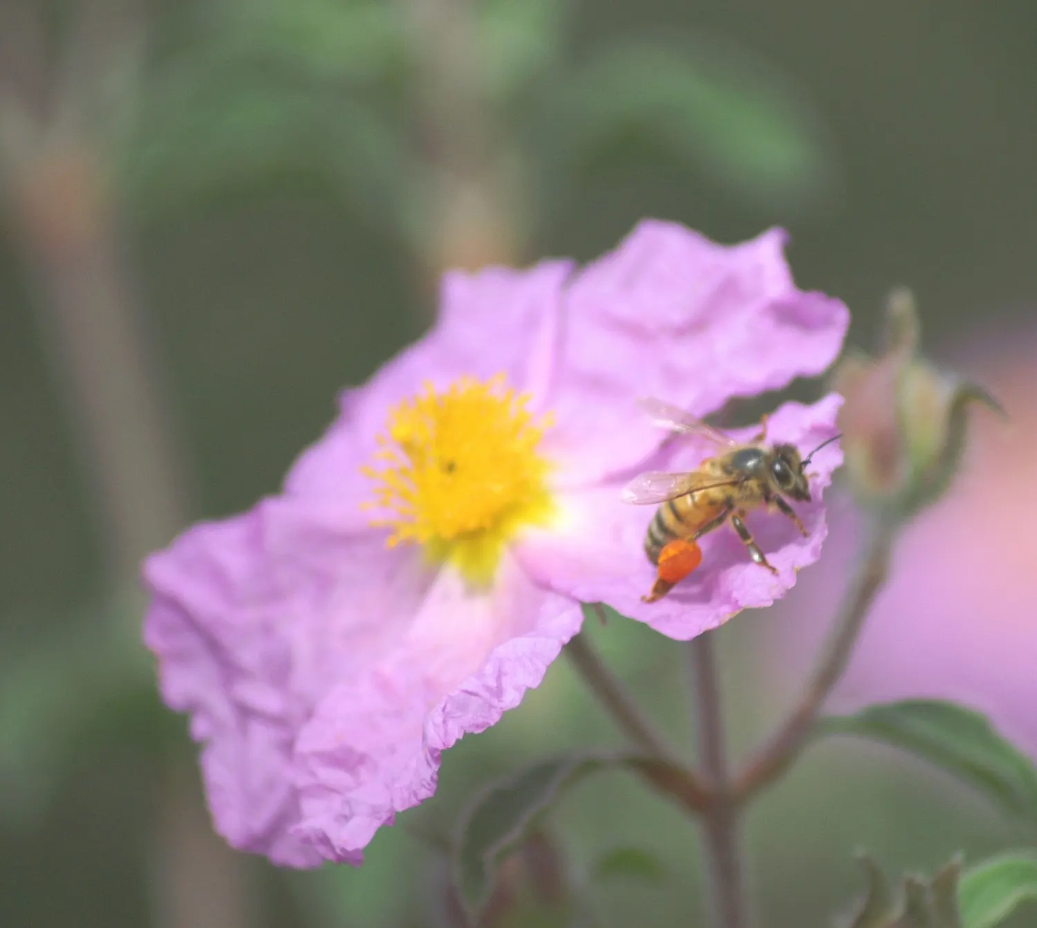 Crete Rockrose (Cistus Creticus) — Occasional pruning after flowering can help maintain its shape and promote new growth