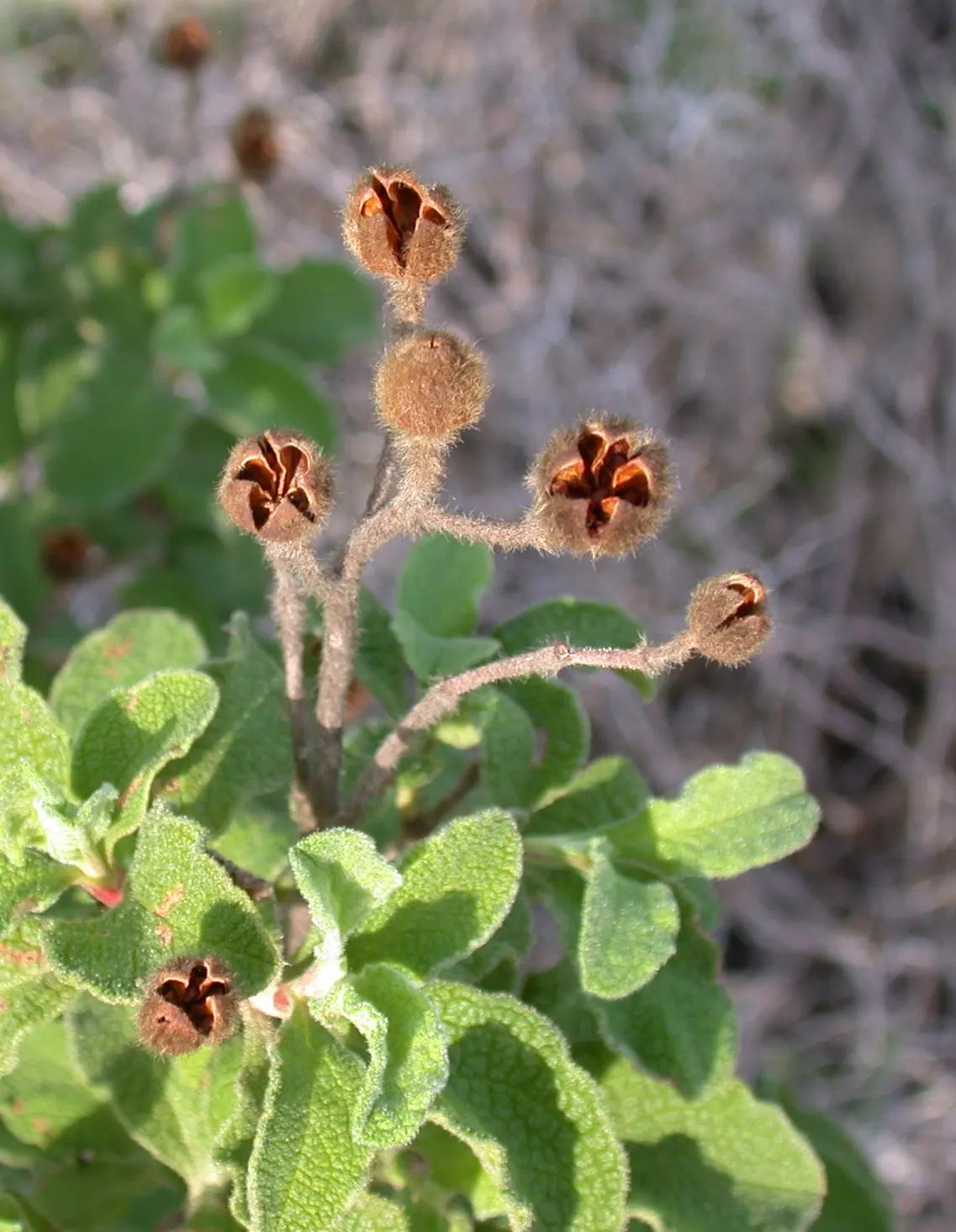 Crete Rockrose (Cistus Creticus) — yet showy plant that offers long-lasting appeal with minimal care; it boasts pink-purple flowers with distinctive yellow
