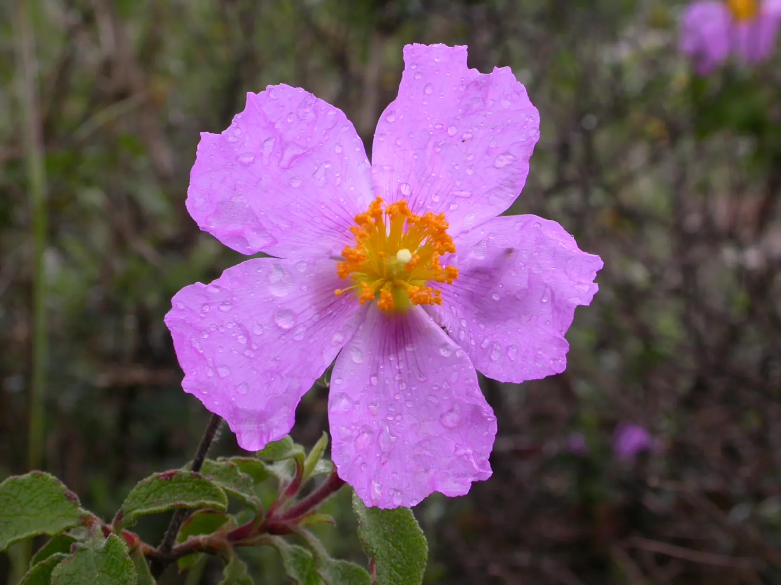 Crete Rockrose (Cistus Creticus) — thriving in USDA hardiness zones 8-11