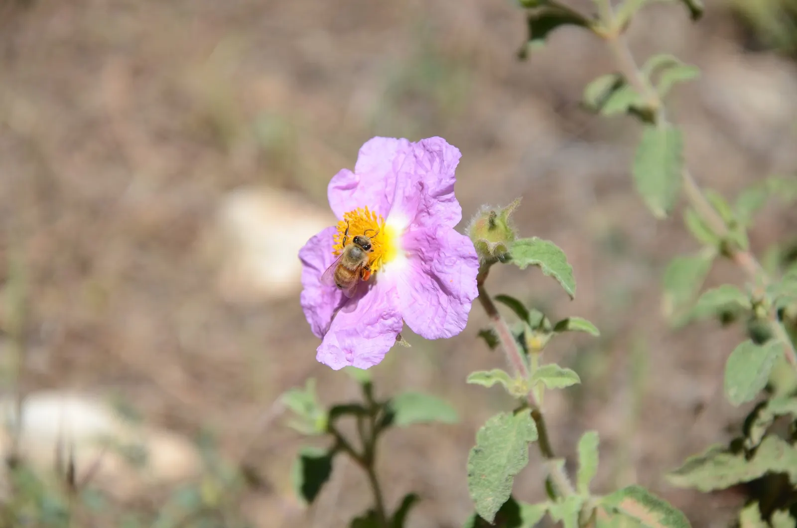 Crete Rockrose (Cistus Creticus) — commonly known as the Crete Rockrose