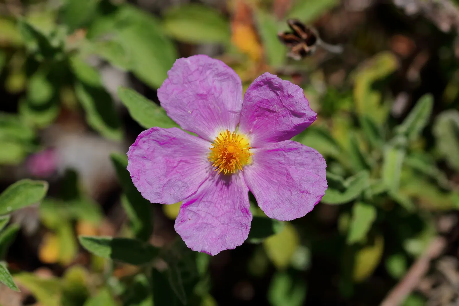 Crete Rockrose (Cistus Creticus) — comprises 5 papery petals that surround a golden-yellow center; perennial / shrub for full