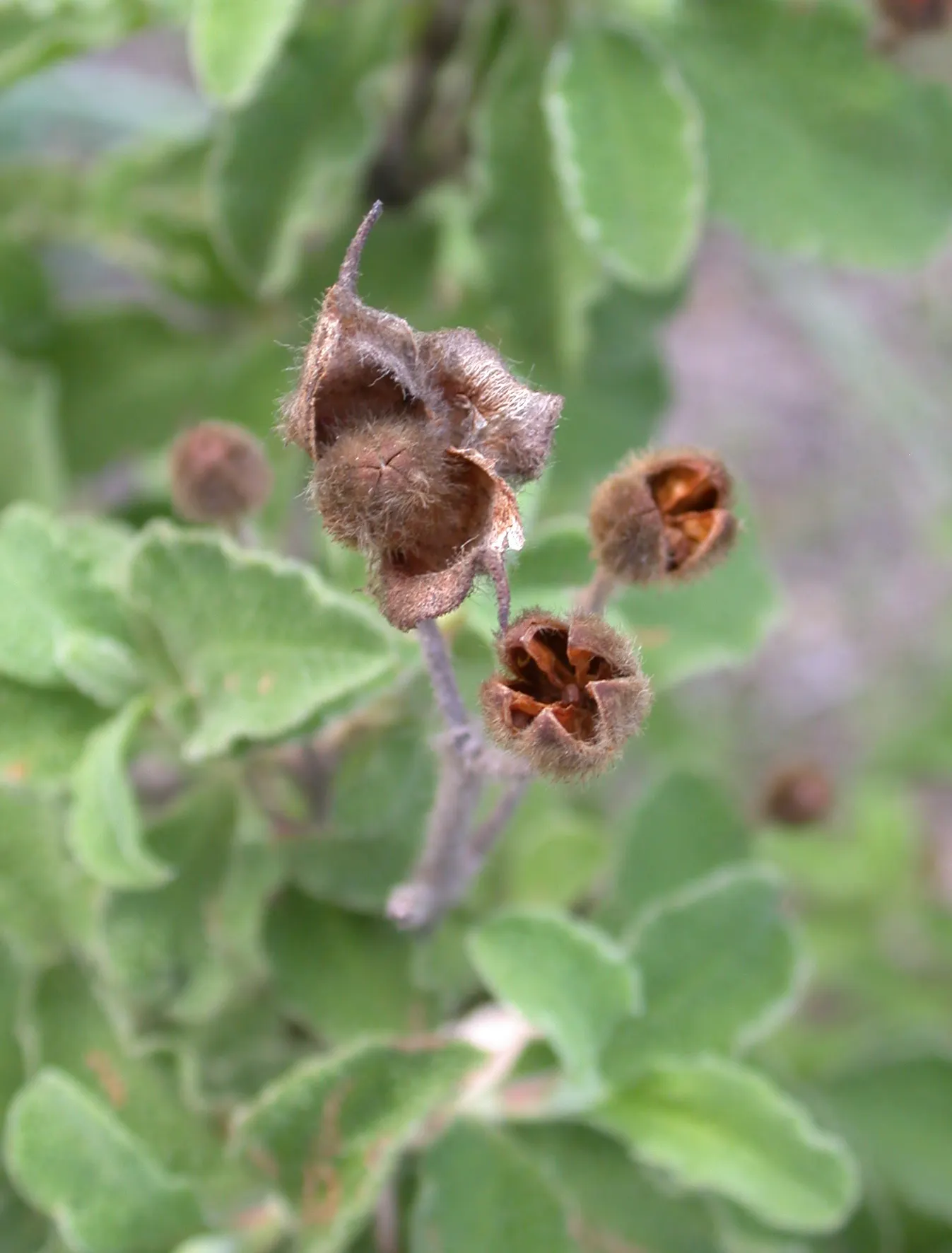 Crete Rockrose (Cistus Creticus) — It boasts pink-purple flowers with distinctive yellow centers; as this plant does not tolerate overwatering or, image 57