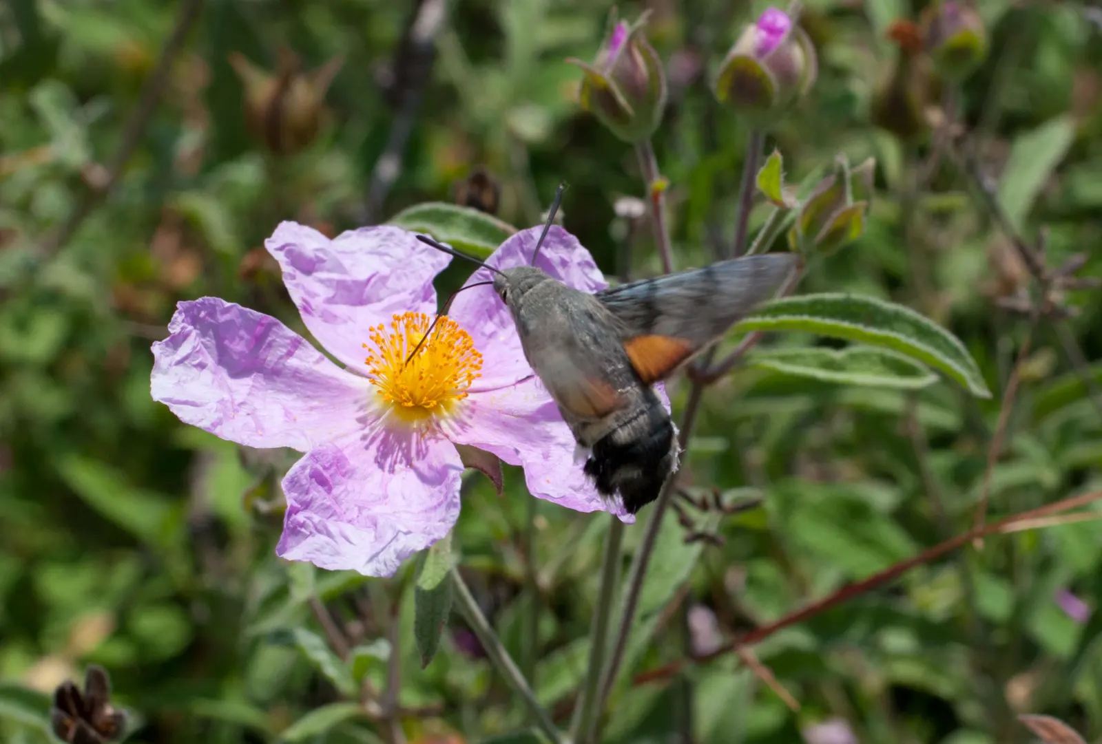 Crete Rockrose (Cistus Creticus) — Occasional pruning after flowering can help maintain its shape and promote new growth; this plant's compact size