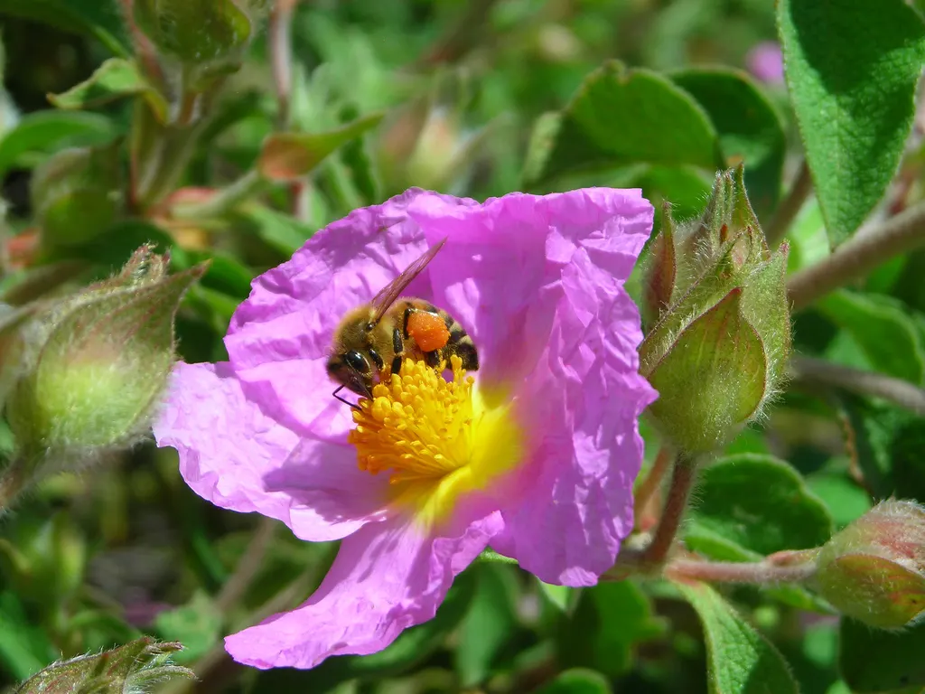 Crete Rockrose (Cistus Creticus) — perennial / shrub for full