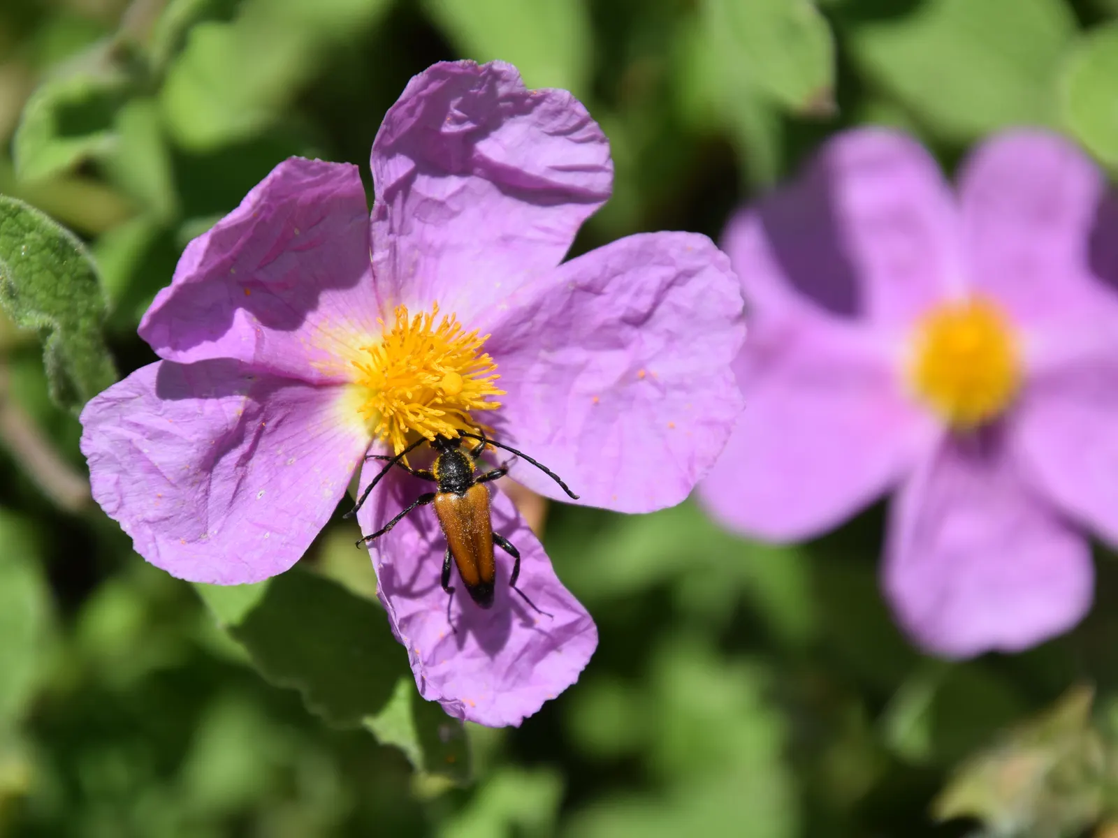 Crete Rockrose (Cistus Creticus) — It boasts pink-purple flowers with distinctive yellow centers