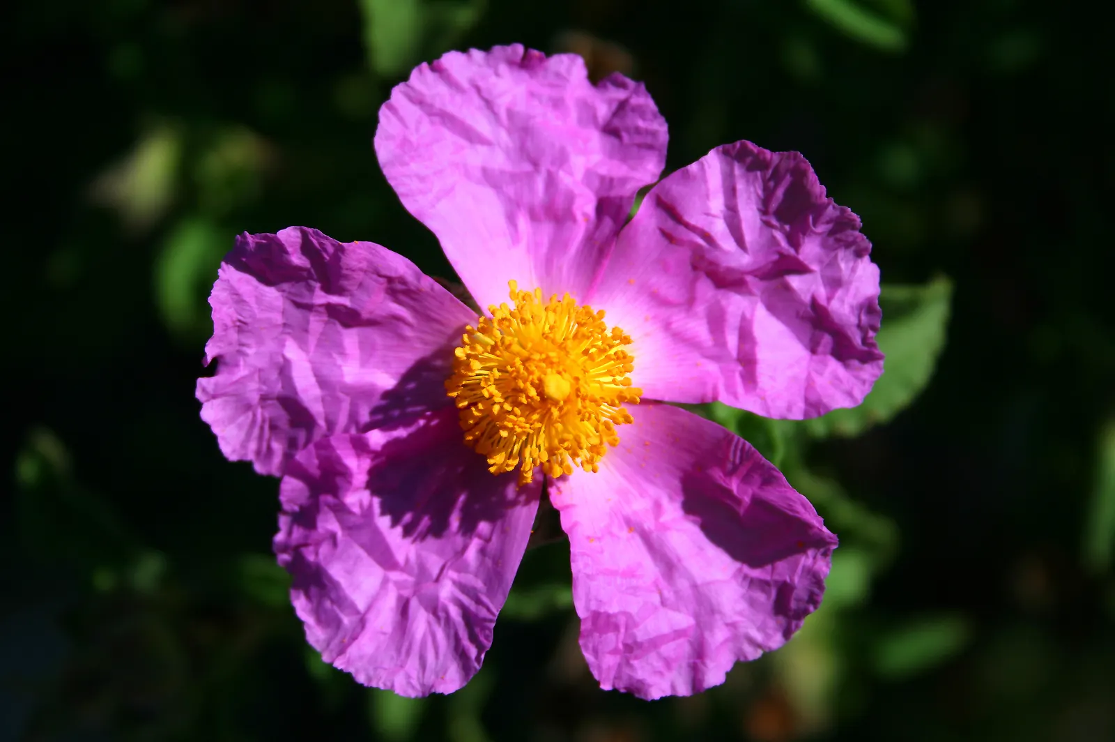 Crete Rockrose (Cistus Creticus) — that bloom in late spring to summer, image 32