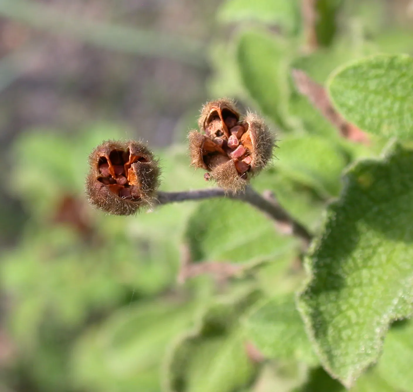 Crete Rockrose (Cistus Creticus) — that bloom in late spring to summer