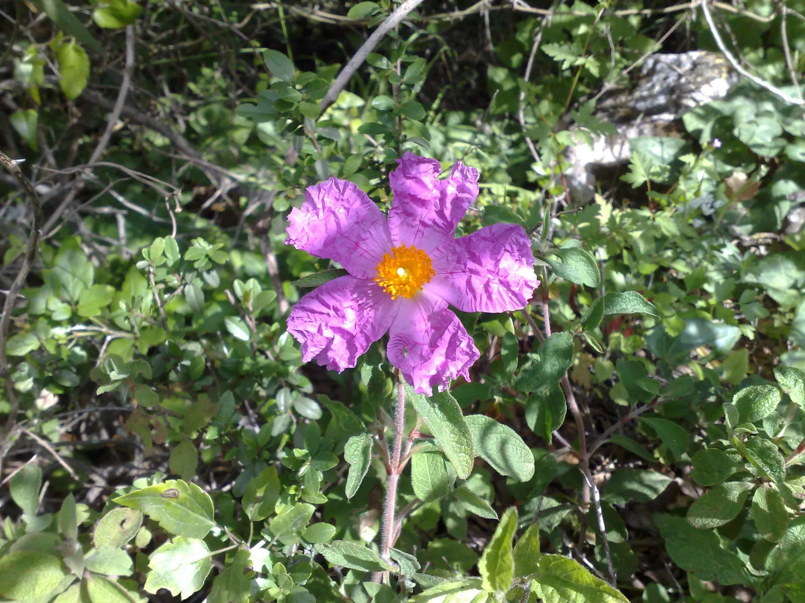 Crete Rockrose (Cistus Creticus) — comprises 5 papery petals that surround a golden-yellow center