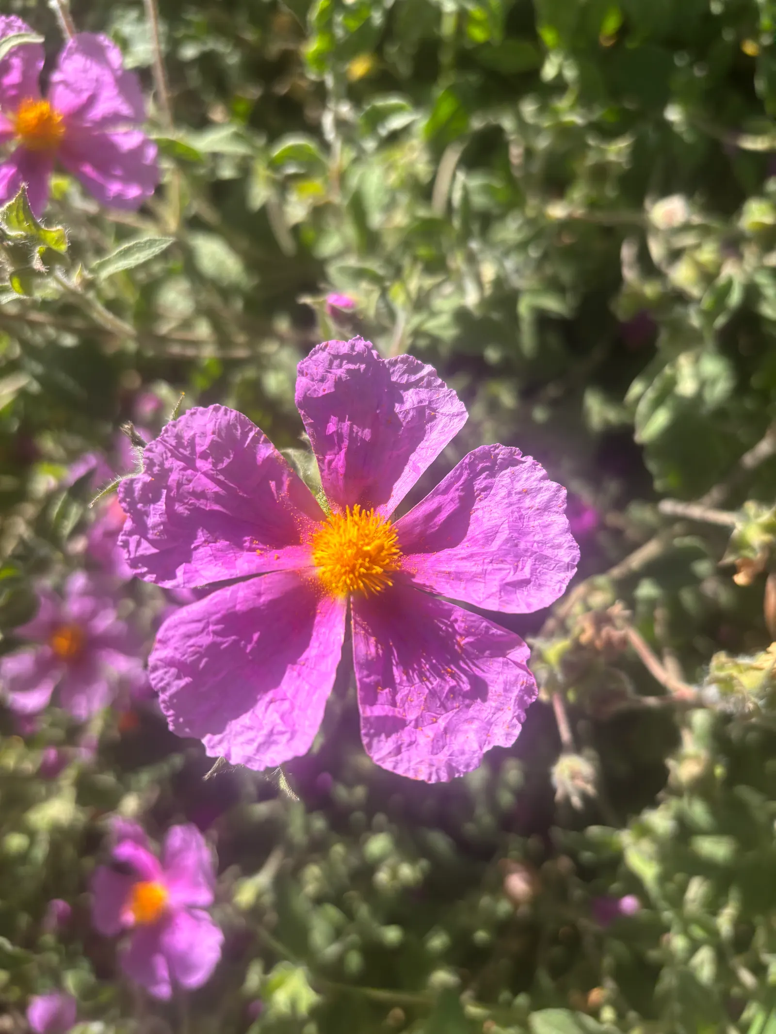 Crete Rockrose (Cistus Creticus) — This plant's compact size; this low-maintenance plant is ideal for adding Mediterranean charm to rock gardens and dry