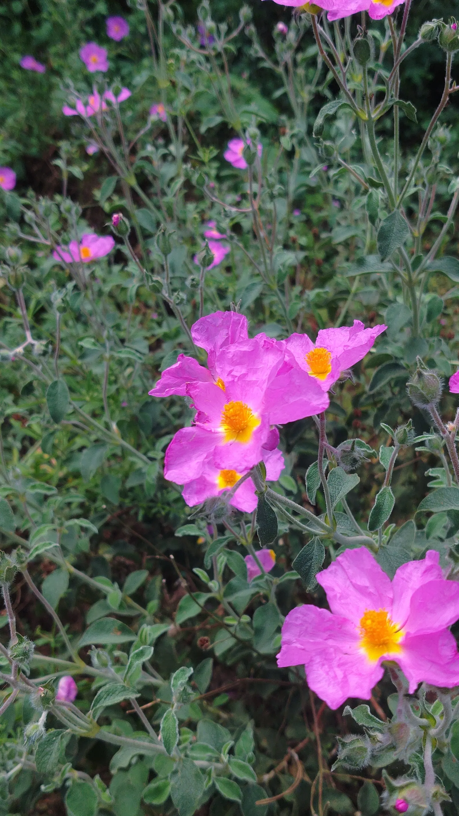 Crete Rockrose (Cistus Creticus) — spanning roughly 2 inches across; pink flowers in the garden