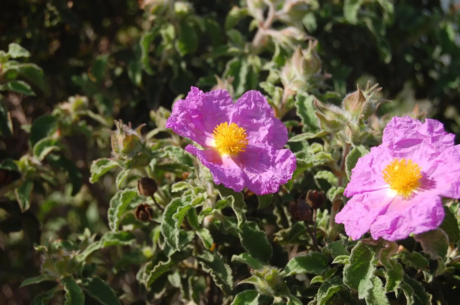 Crete Rockrose (Cistus Creticus) — perennial / shrub for full; yet showy plant that offers long-lasting appeal with minimal care