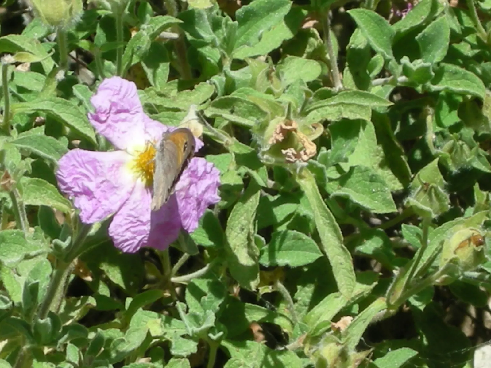 Crete Rockrose (Cistus Creticus) — the Crete Rockrose is relatively low