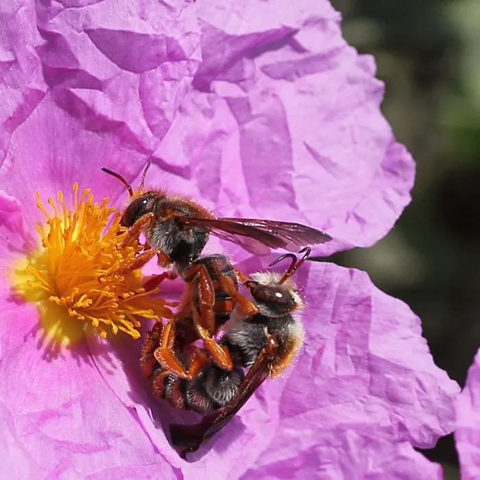Crete Rockrose (Cistus Creticus) — that bloom in late spring to summer, image 59