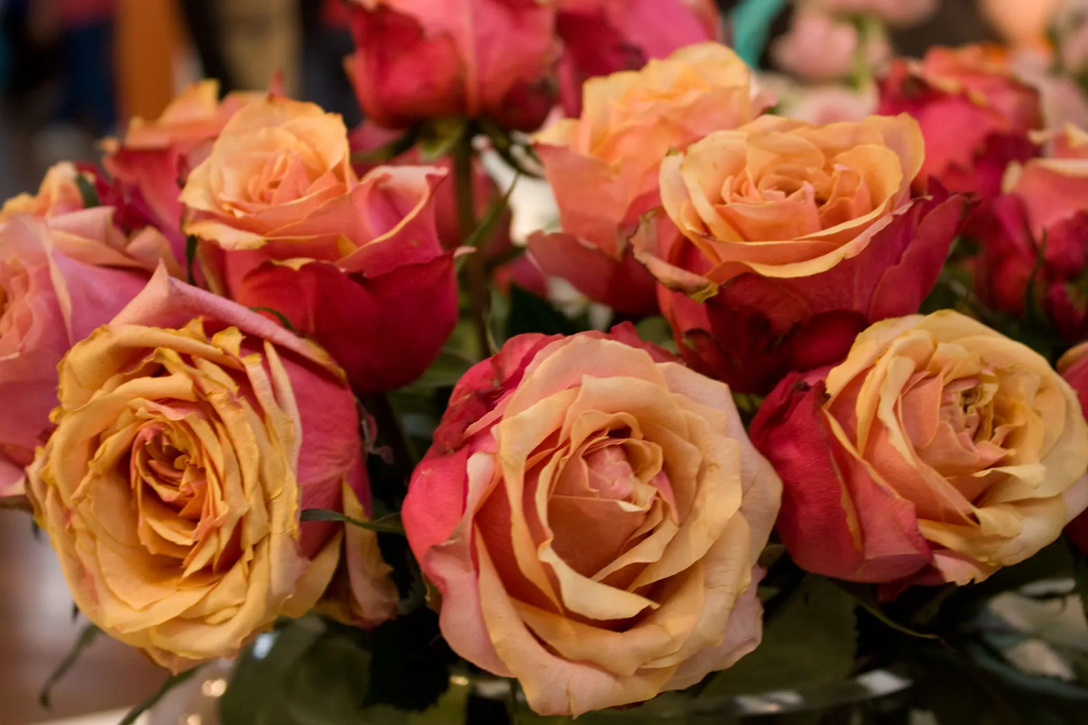 Brandy Hybrid Tea Rose (Rosa 'Brandy') — commonly known as the Brandy Hybrid Tea Rose