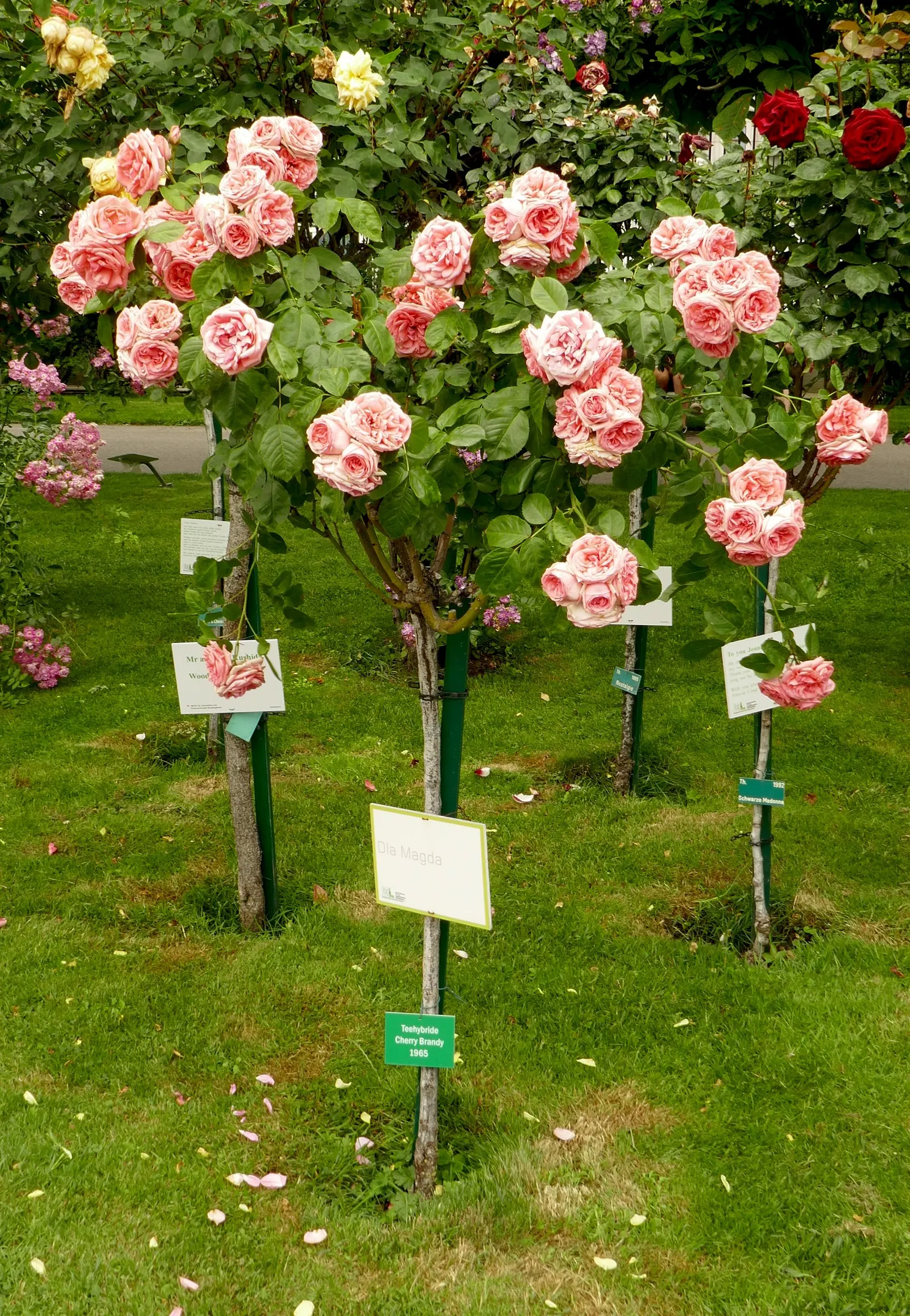 Brandy Hybrid Tea Rose (Rosa 'Brandy') — This rose variety reaches up to 5 feet in height and 4 feet in width, thriving in zones 5 through 9