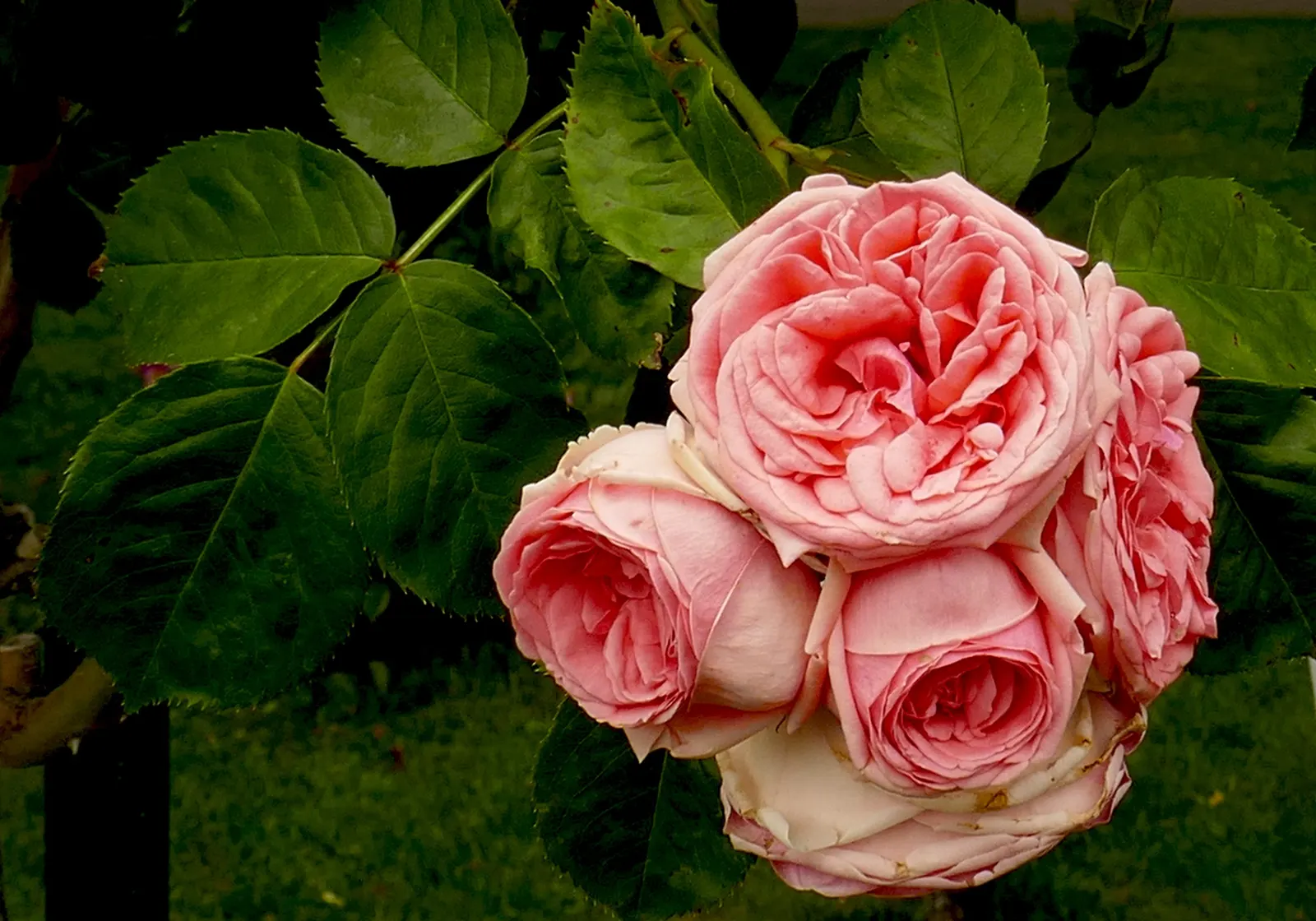 Brandy Hybrid Tea Rose (Rosa 'Brandy') — Regular deadheading encourages continual blooming throughout the season