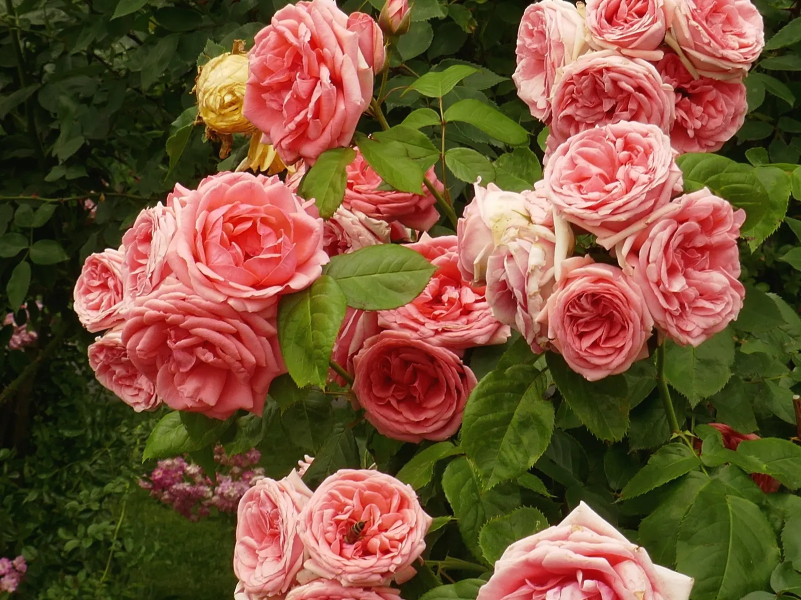 Brandy Hybrid Tea Rose (Rosa 'Brandy') — Full sun exposure and well-drained soil are ideal for optimal growth