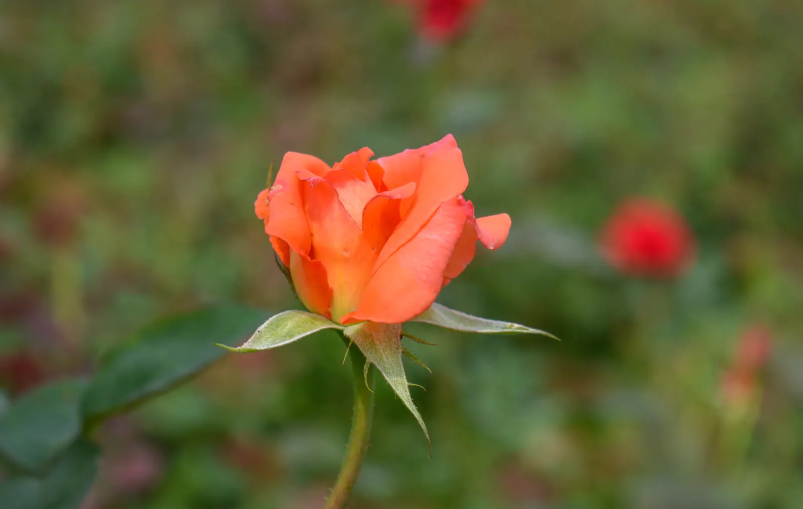 Brandy Hybrid Tea Rose (Rosa 'Brandy') — Rosa 'Brandy,' a Hybrid Tea Rose, delights with apricot-hued blooms and a captivating fragrance