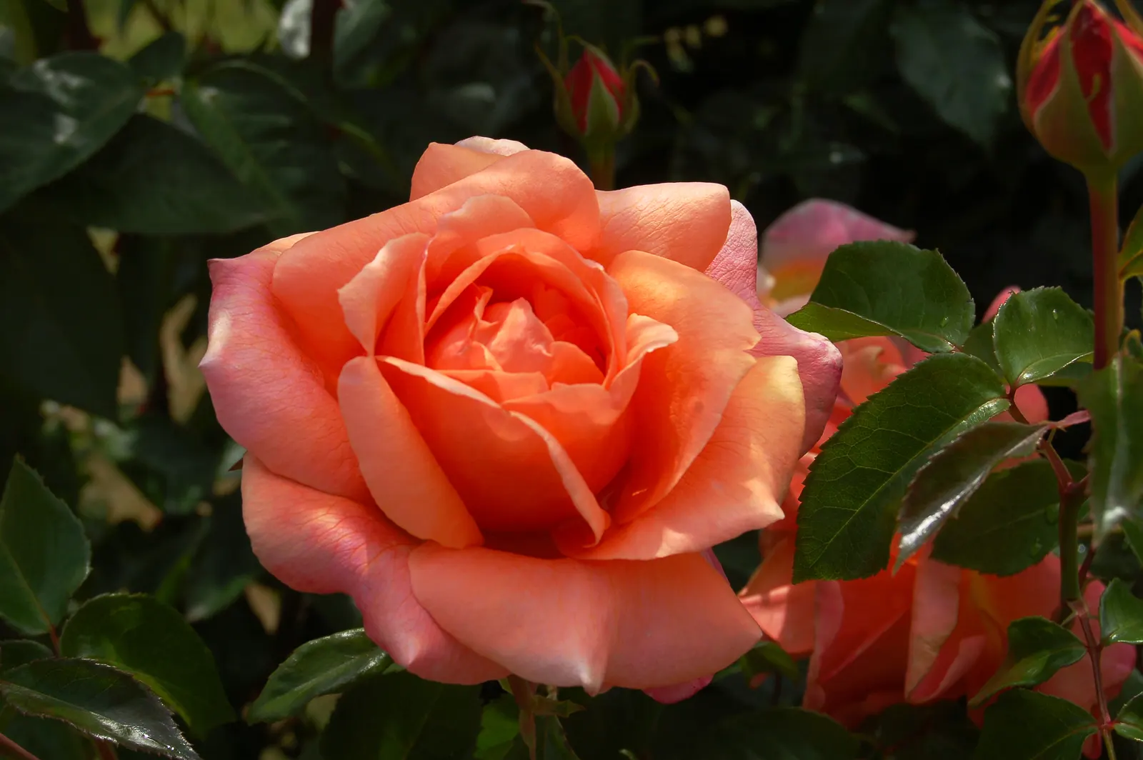 Brandy Hybrid Tea Rose (Rosa 'Brandy') — Each flower, typically 5-6 inches across, sits atop stately stems perfect for cutting