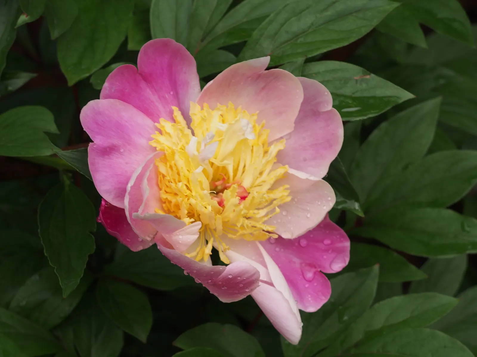 Chinese Peony (Paeonia Lactiflora) — Little pruning is needed, just the removal of spent flowers to promote health and aesthetics; it's vital to ensure