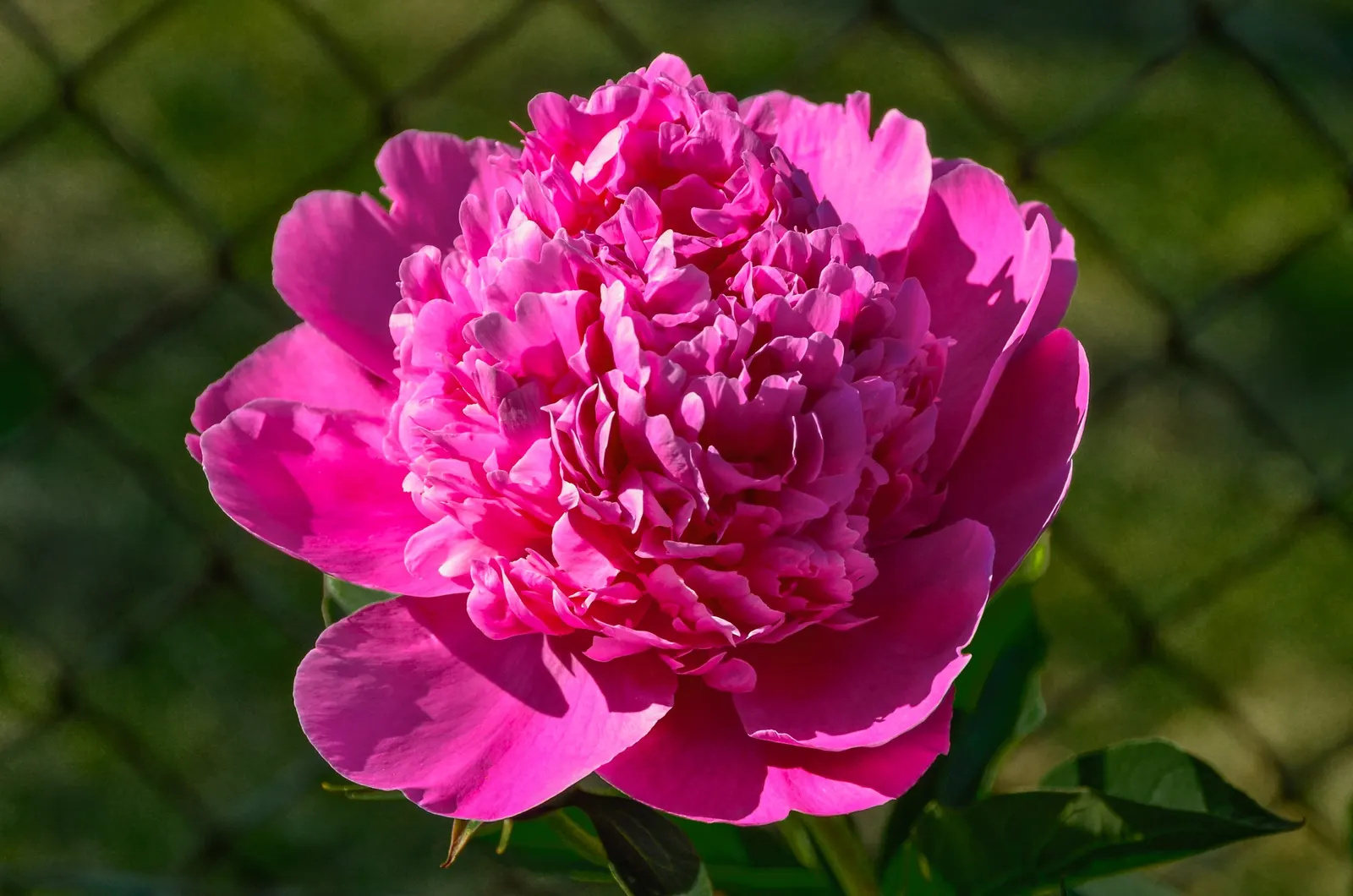 Chinese Peony (Paeonia Lactiflora) — Early to mid-spring is when these impressive blooms typically make their first appearance; suitable for USDA zones 3 to 8