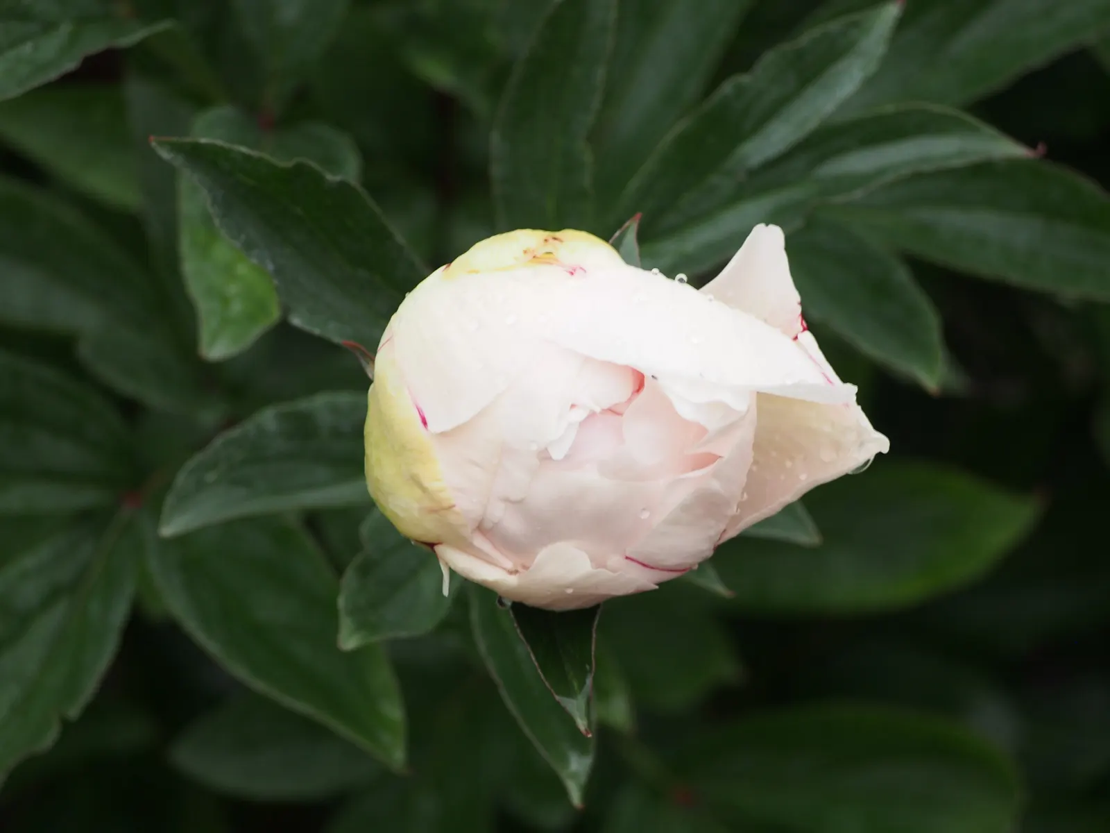 Chinese Peony (Paeonia Lactiflora) — suitable for USDA zones 3 to 8; deer resistant and low maintenance