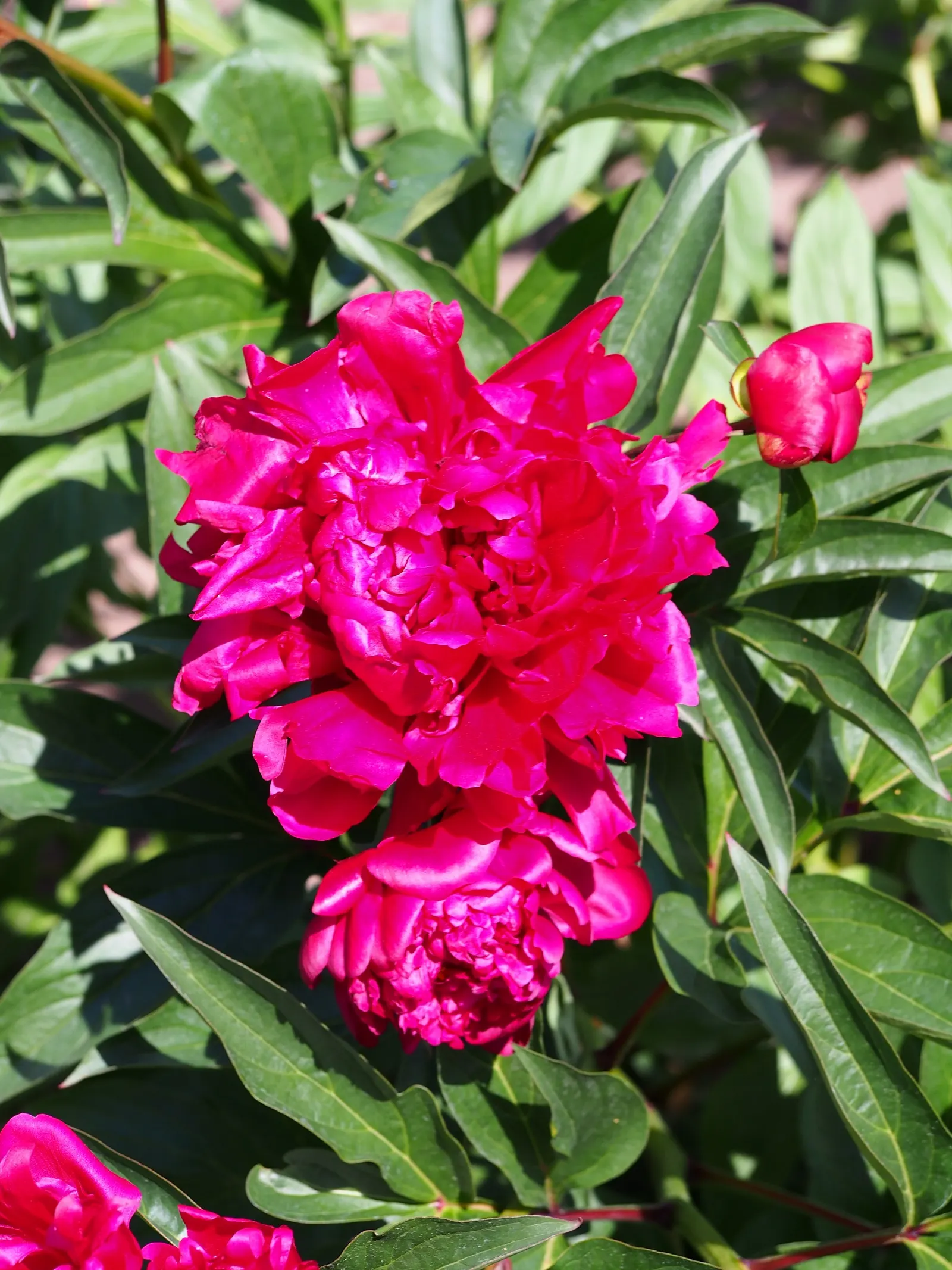 Chinese Peony (Paeonia Lactiflora) — Preferring full sun to partial shade, it flourishes in well-drained soil; recognized for their alluring scent, image 61