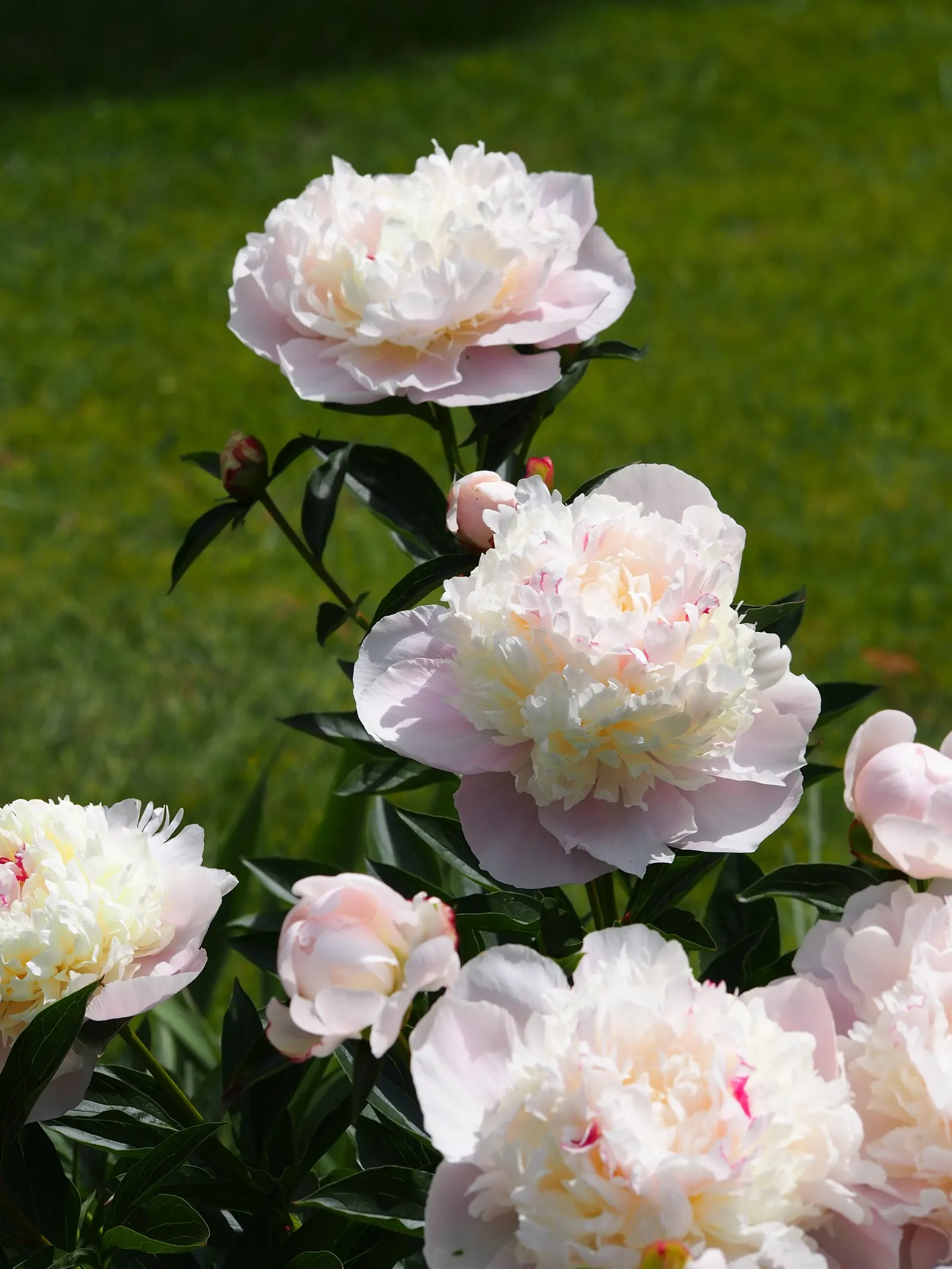 Chinese Peony (Paeonia Lactiflora) — It's vital to ensure adequate spacing between plants for air circulation, which helps prevent disease; peonies, image 78
