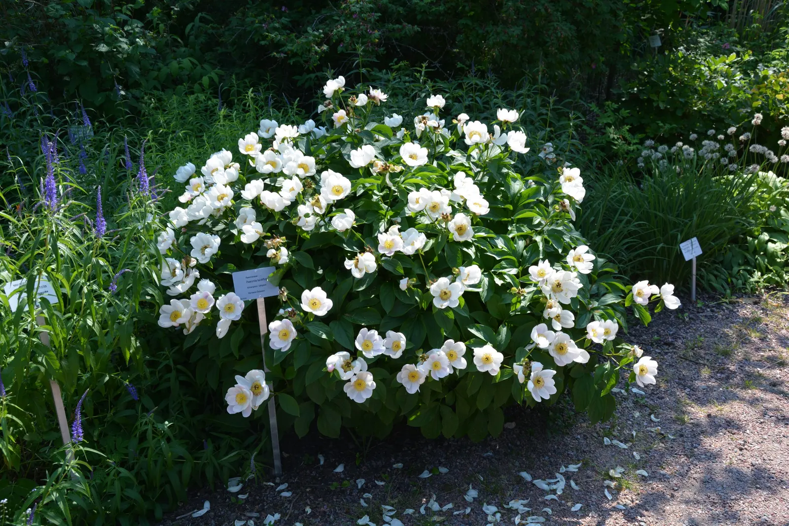 Chinese Peony (Paeonia Lactiflora) — Blooms appear in late spring, offering a spectacular display; the foliage remains an attractive green, image 91